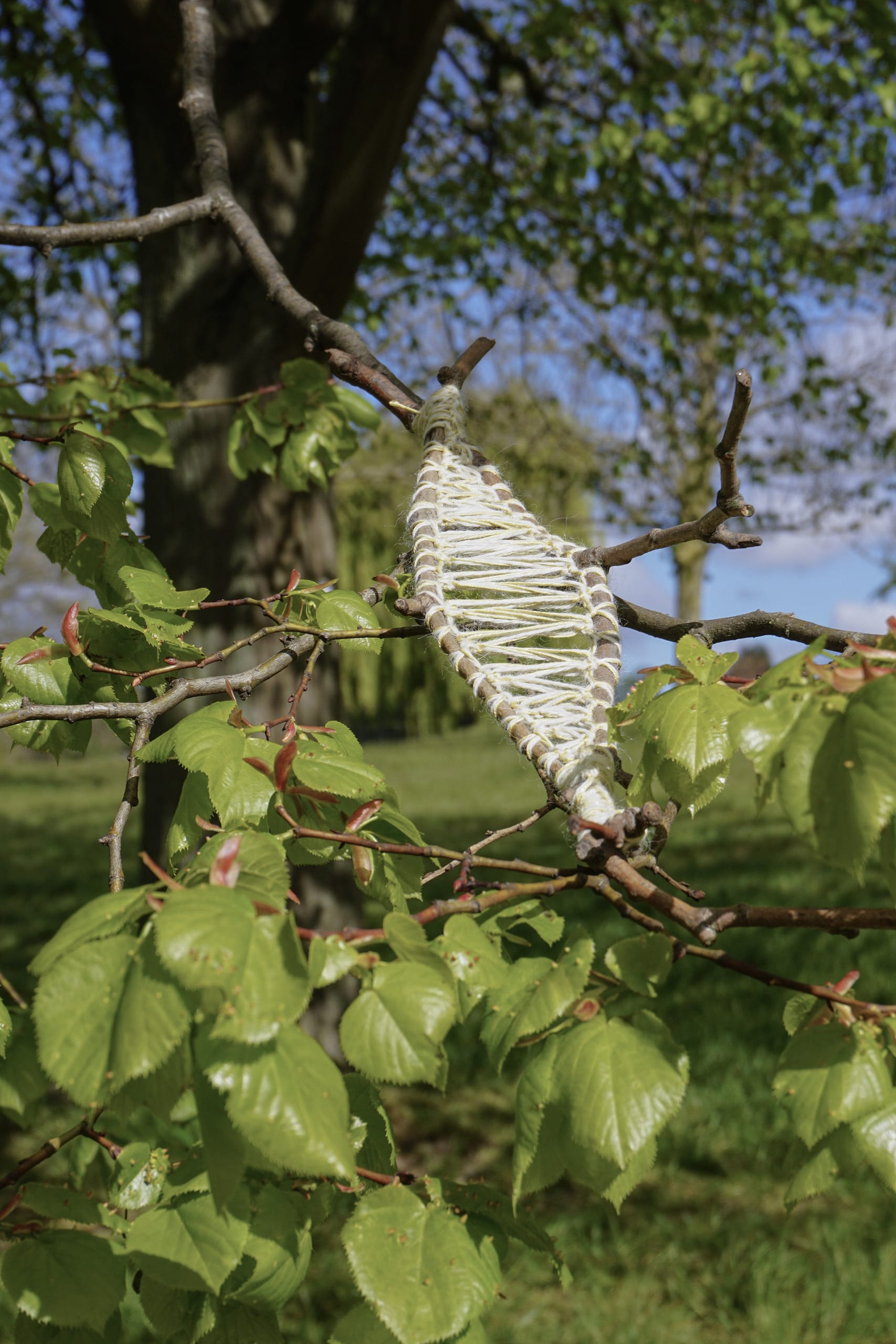 Tree Whisper, media item 10