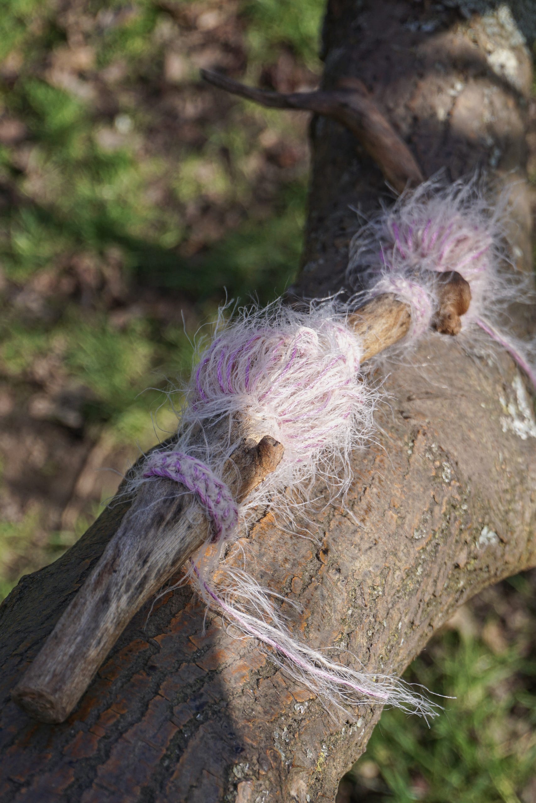 Tree Whisper, media item 6