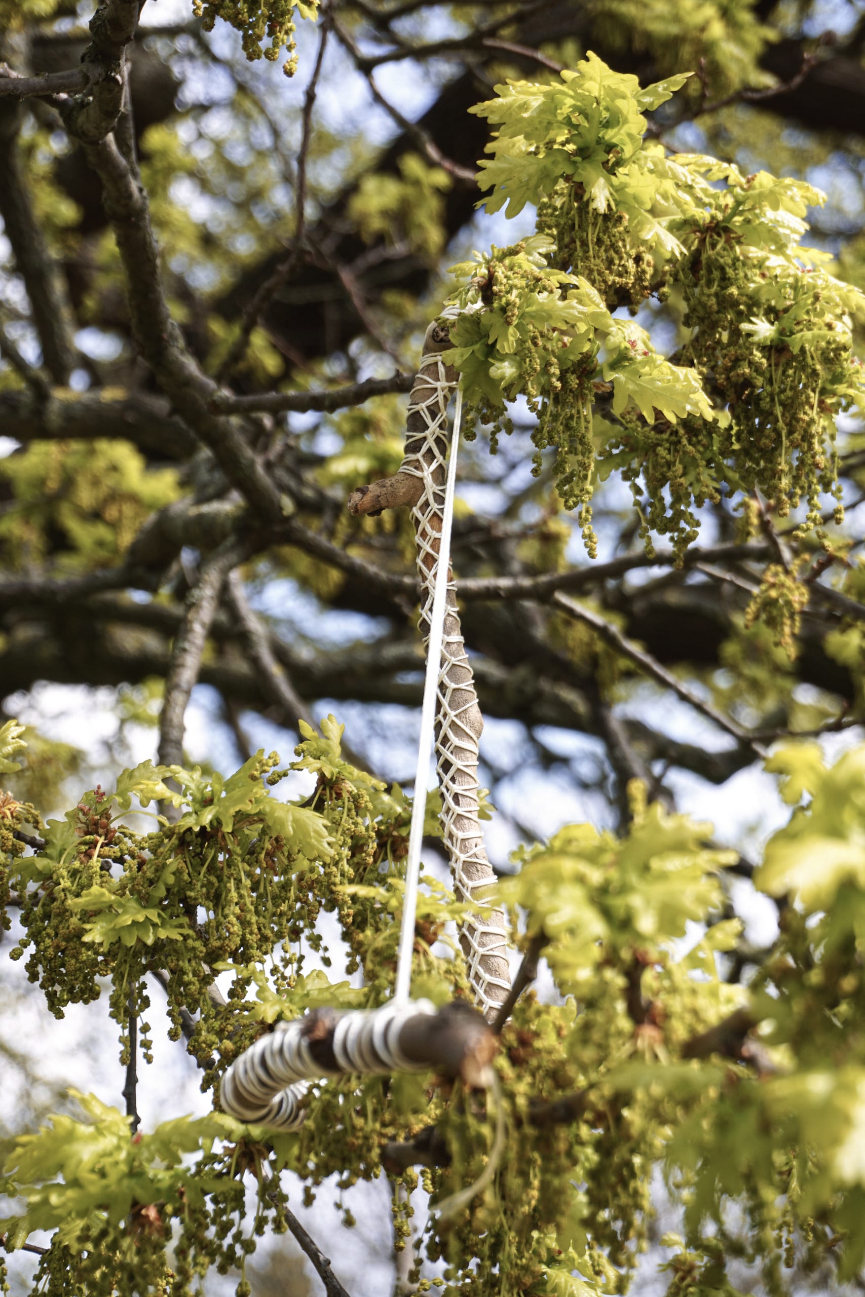 Tree Whisper, media item 3