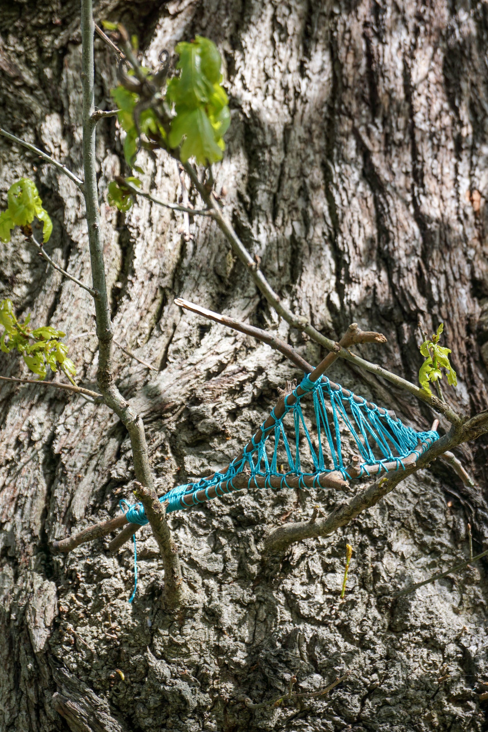 Tree Whisper, media item 9