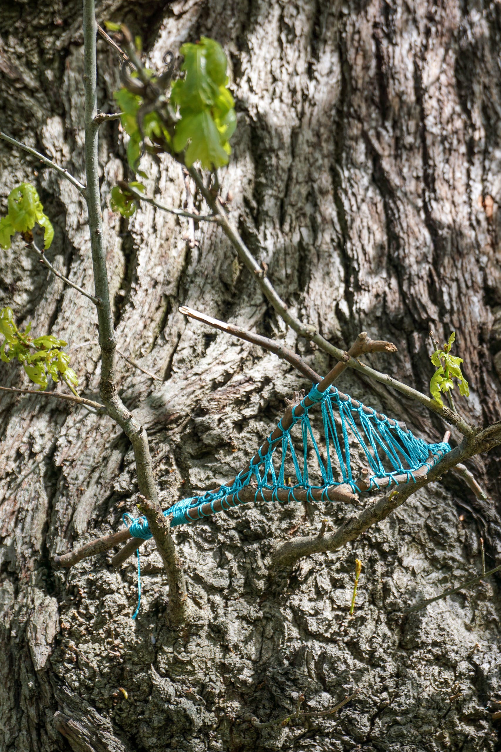 Tree Whisper, media item 9