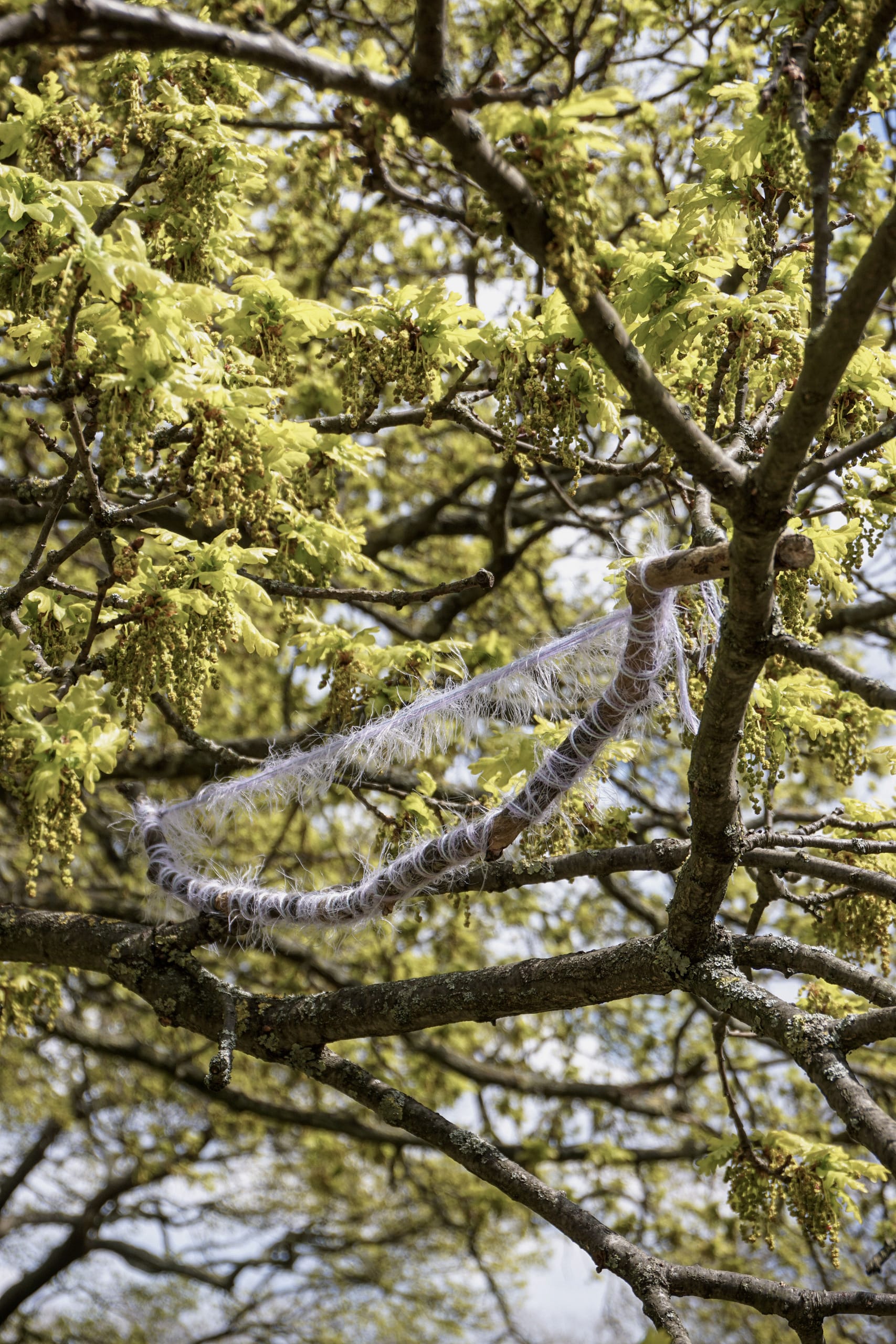 Tree Whisper, media item 2