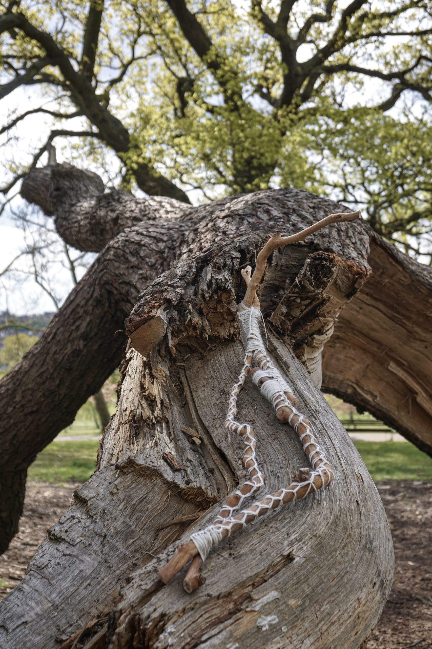 Tree Whisper, media item 4