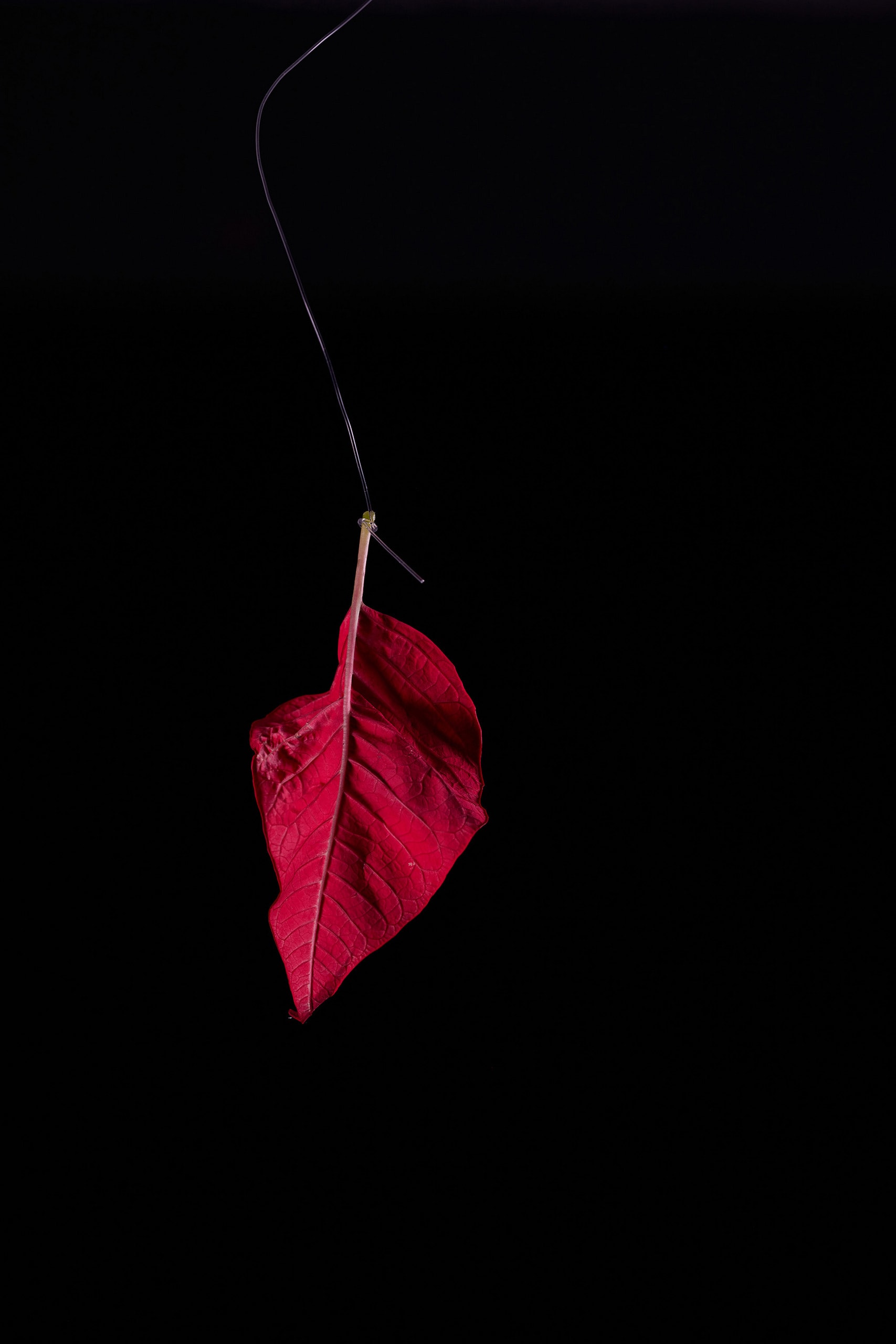 Suspended flower petal with a bug hangs in fine balance and emerges from darkness.