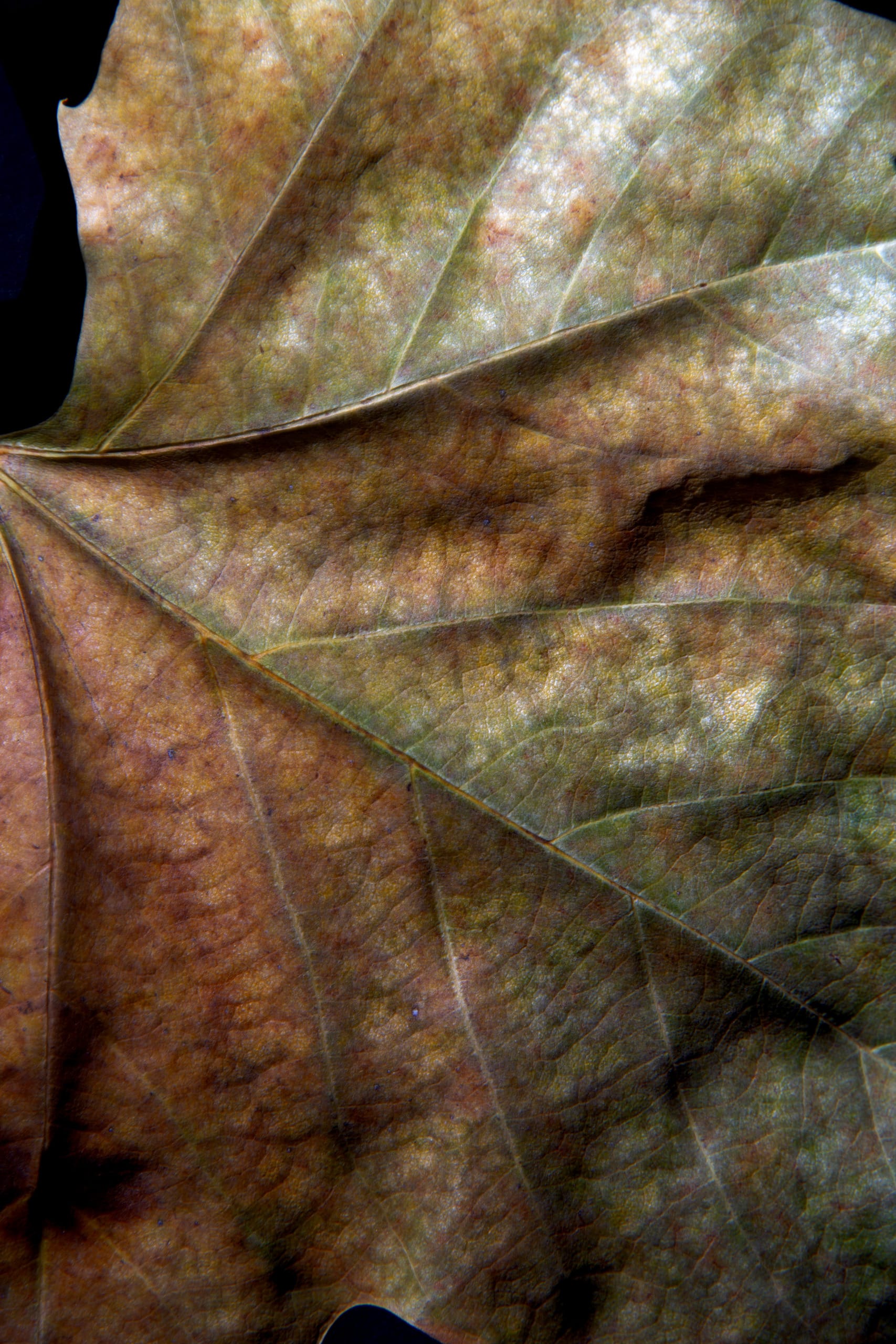 Leaf macro detail exhibits a state transformation.