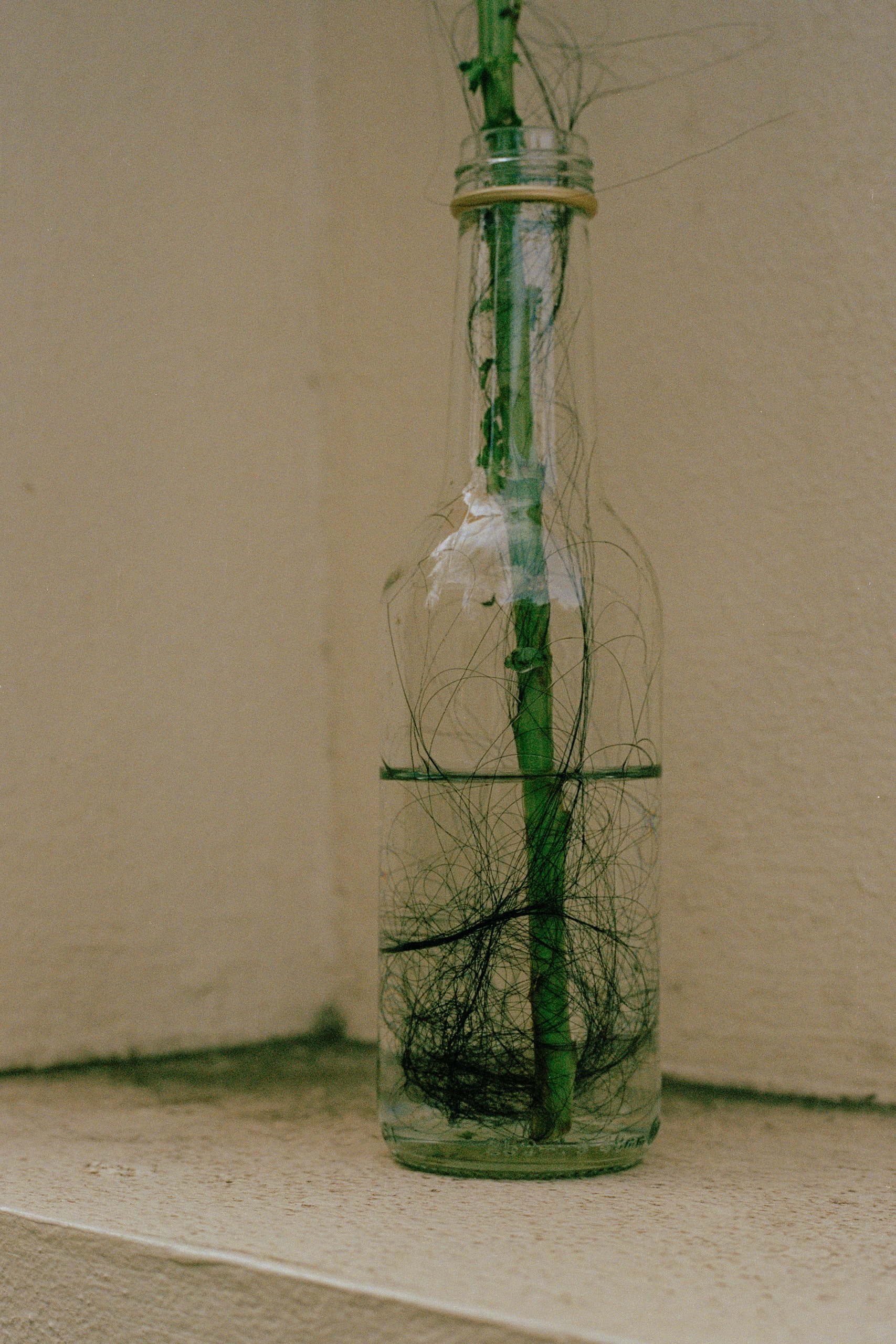 Inside a glass bottle half-filled with water was a green twig tangled in hair.