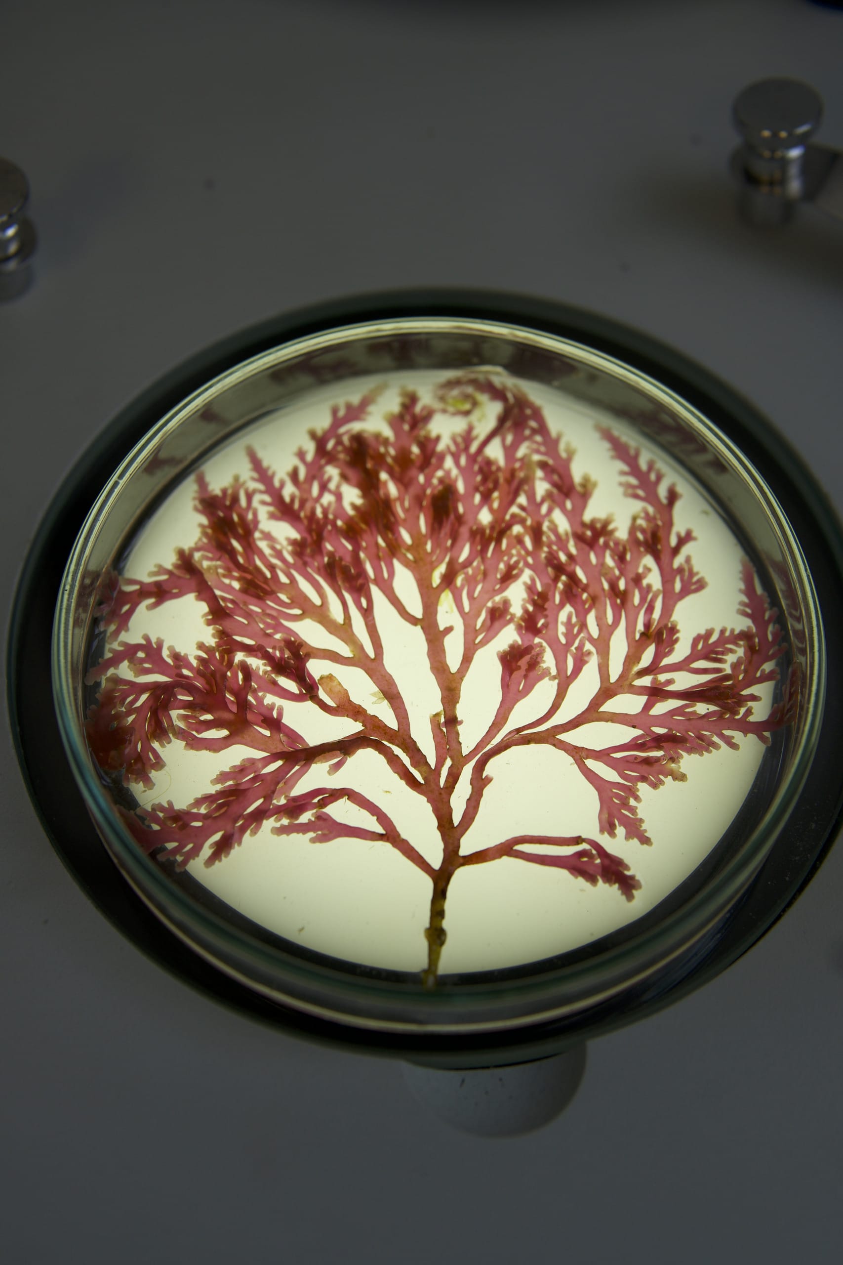 Seaweed Petri Dish