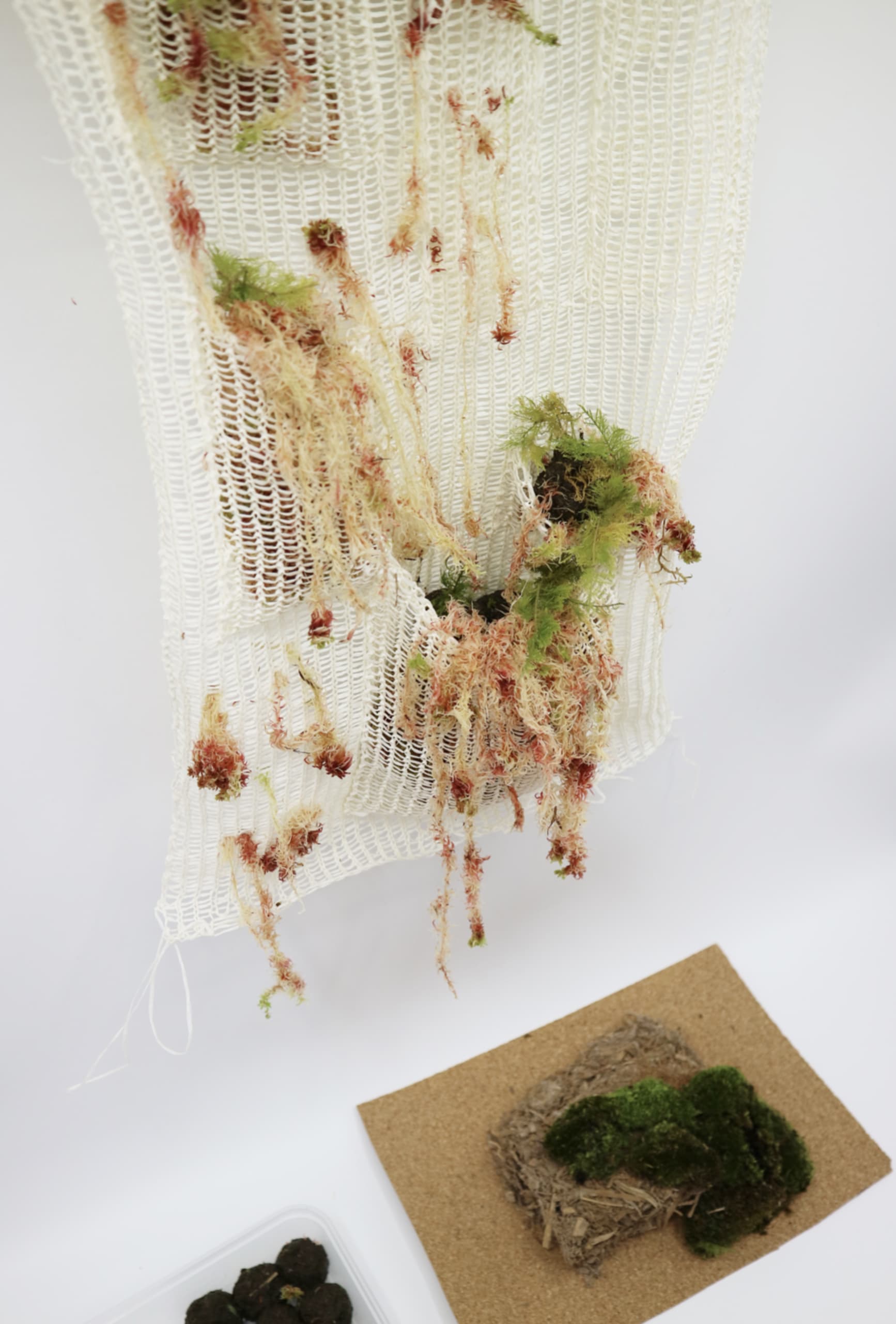 Moss is grown with soil on the woven fabric.