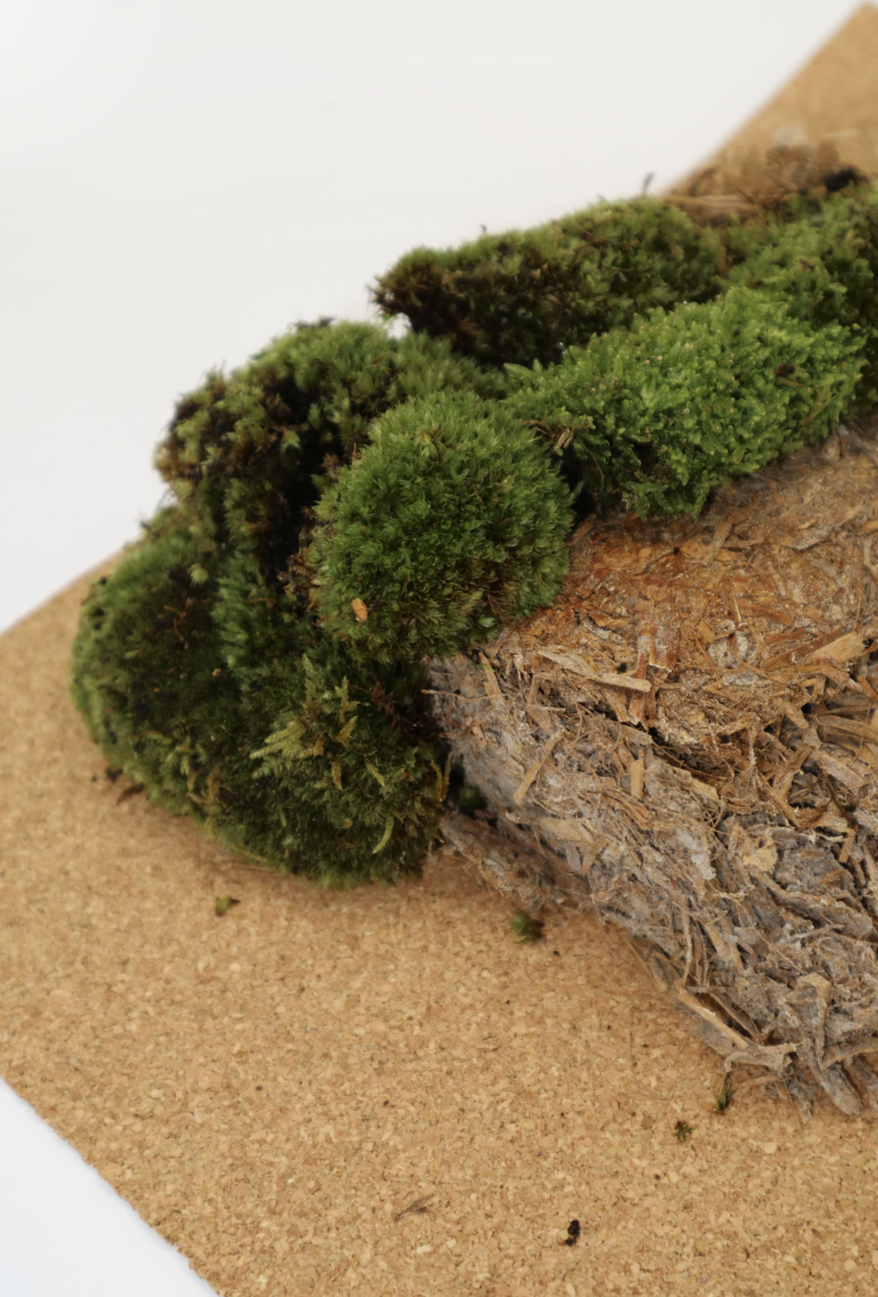 Moss culture with soil on mycelium