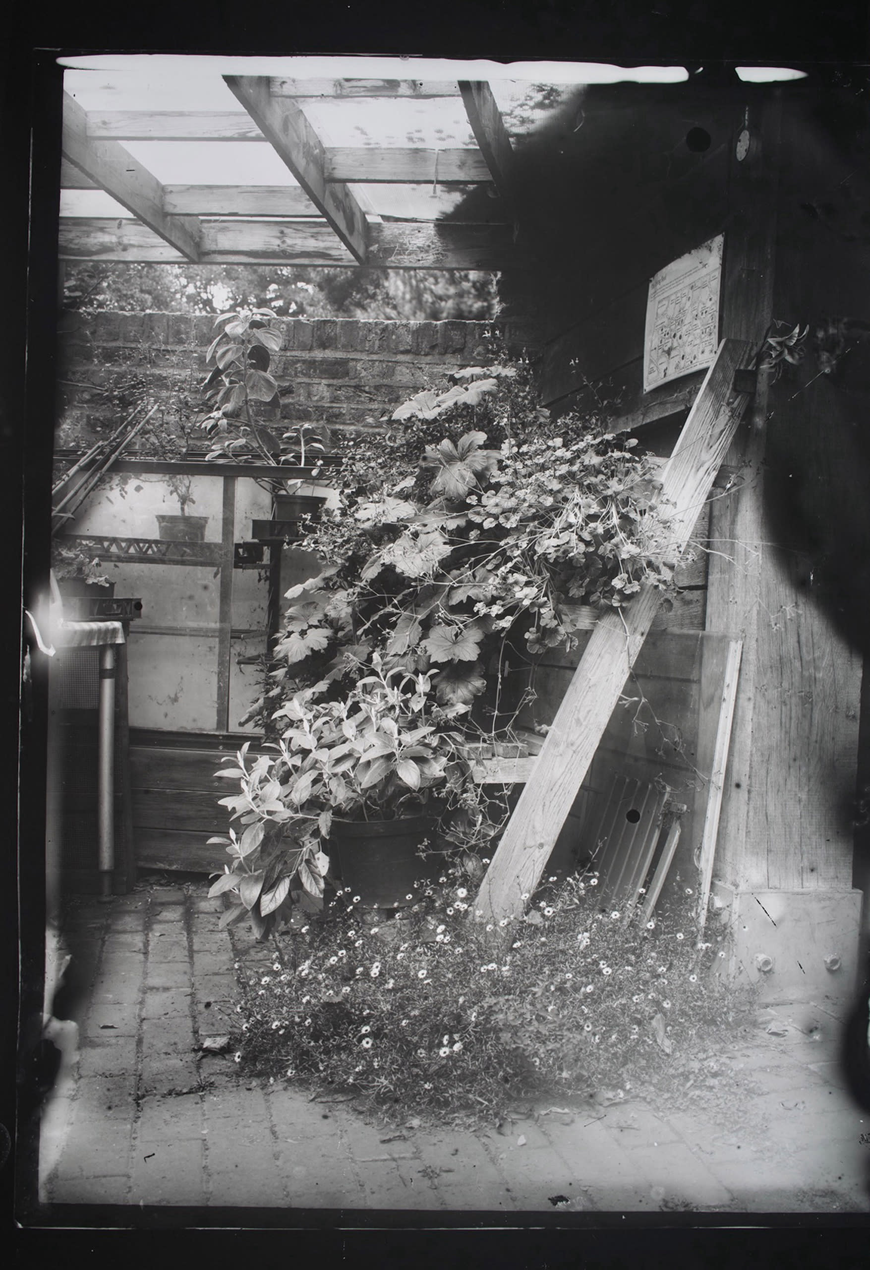 black and white photograph of cascading plants that has a black spreading mark top right hand side