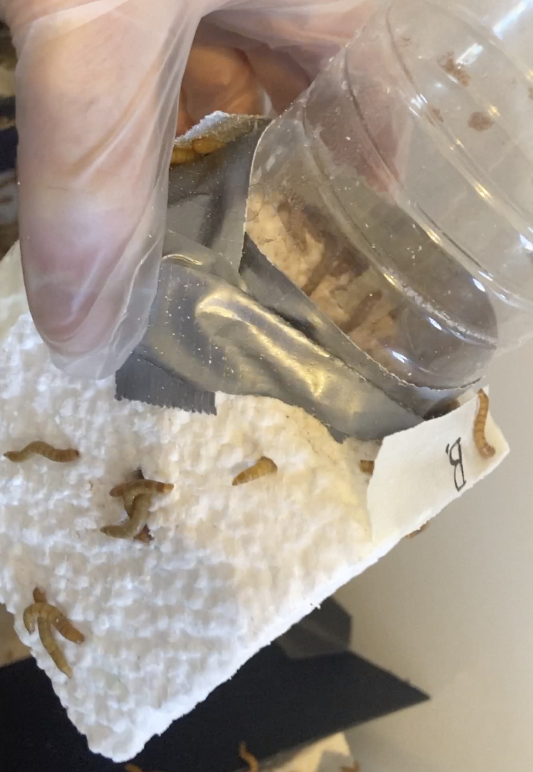 Mealworms in action
