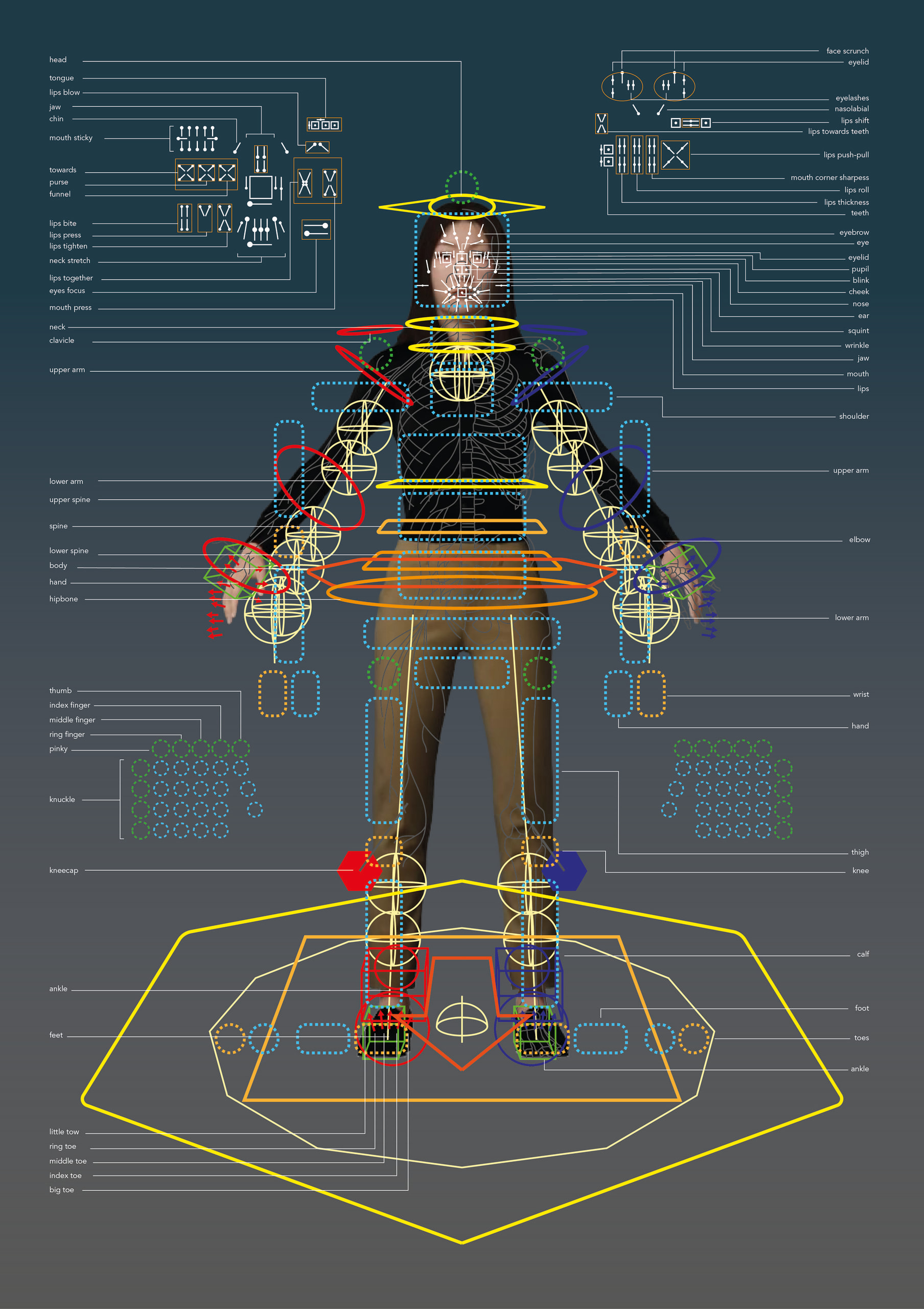 Rigged diagram of Ecinaj, the digital twin of Janice
