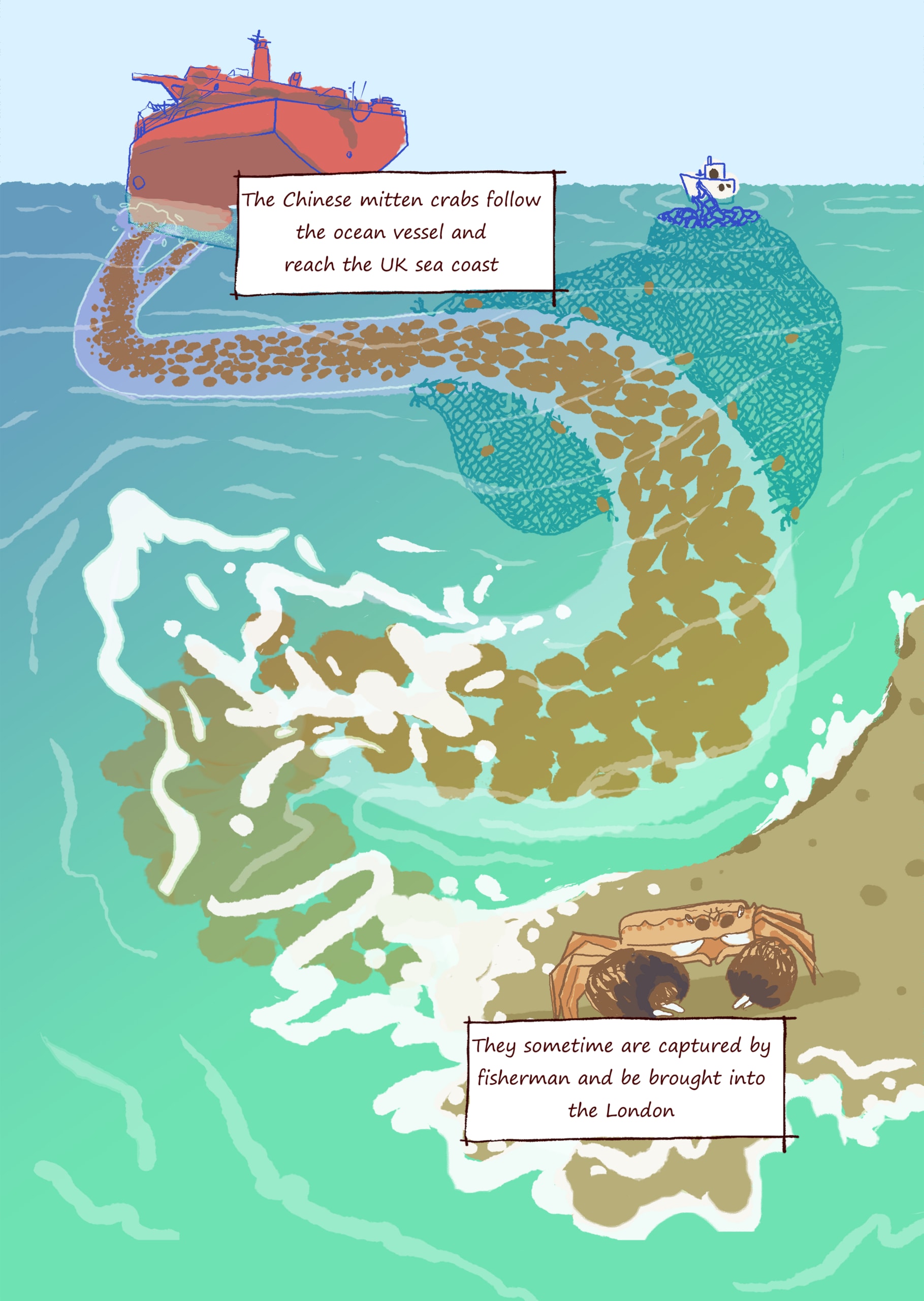 How Chinese Mitten Crabs travel to UK