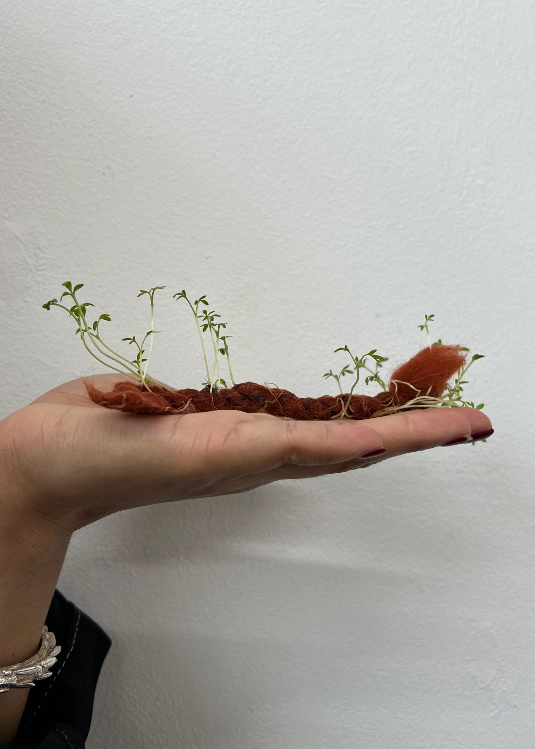 Growth of micro greens on hand woven yarn on a hand