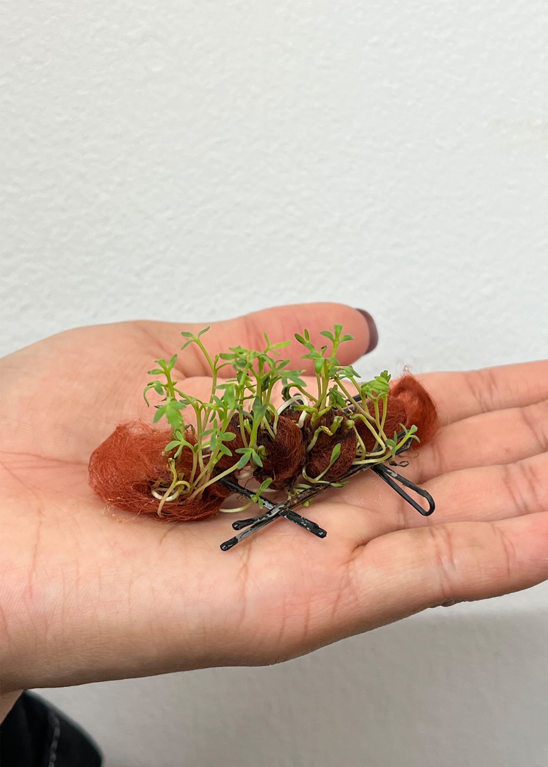 Growth of micro greens on hand woven yarn on a hand