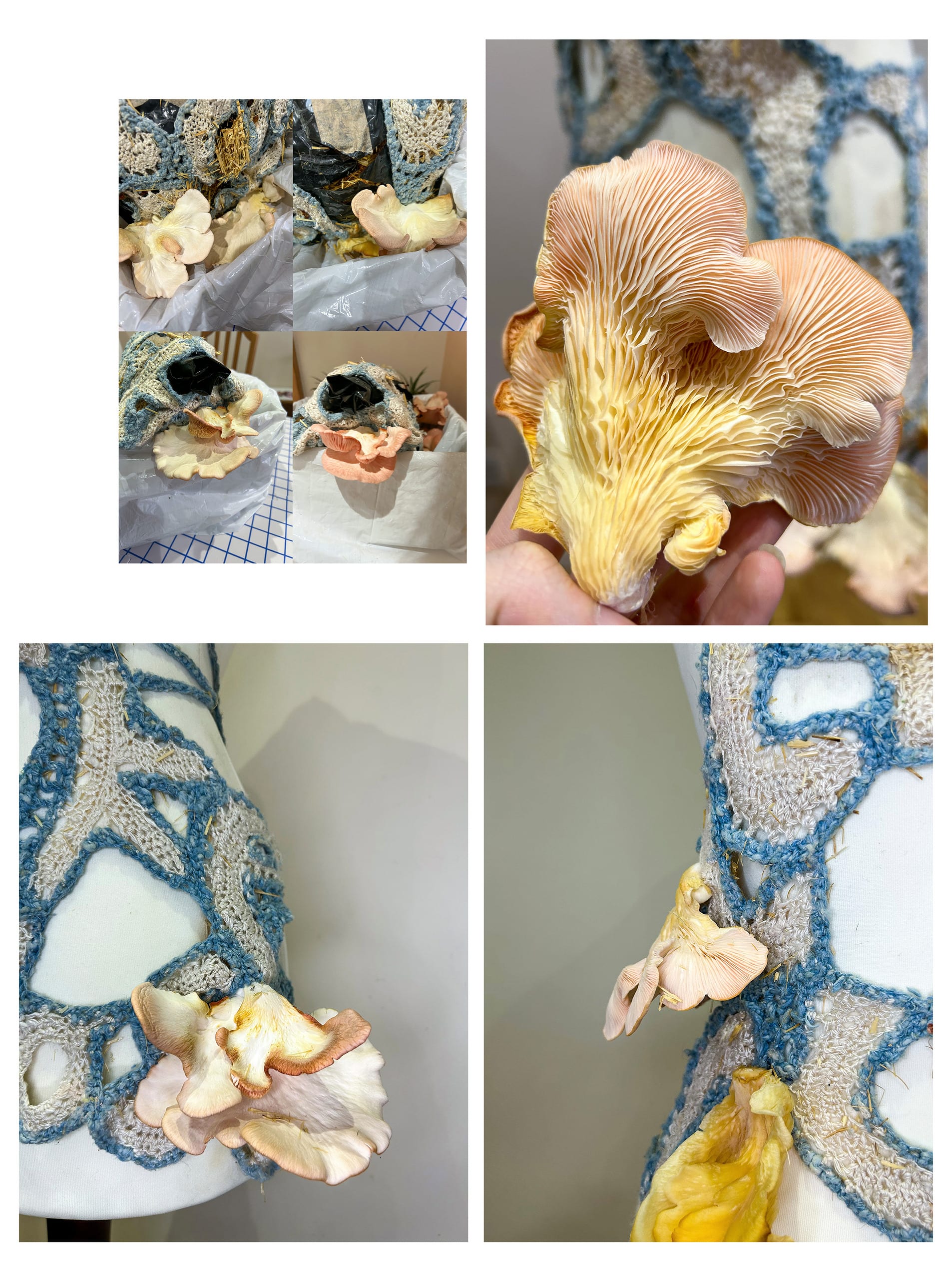close up of final mushroom growth that was cultivated on top.