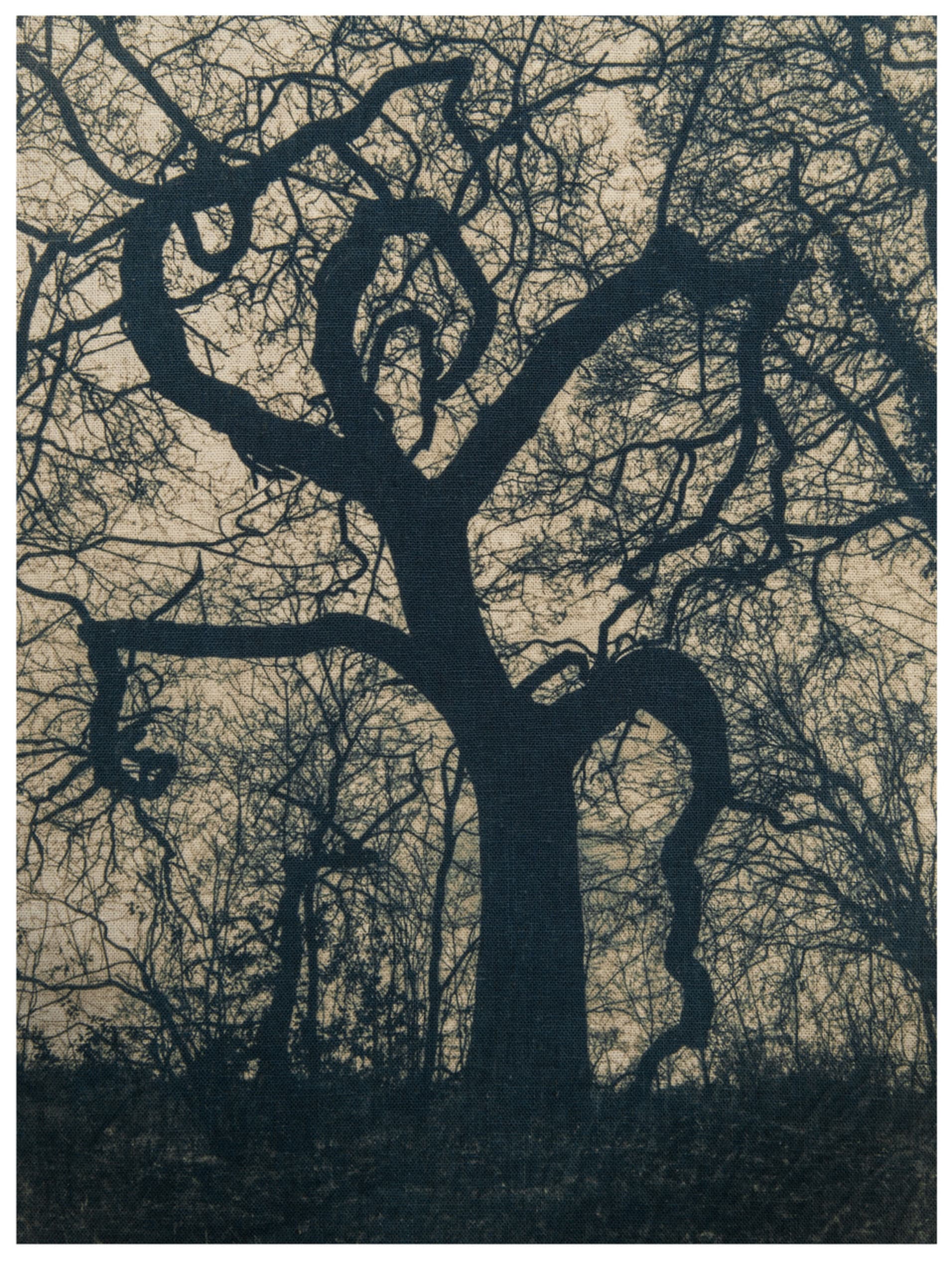 Silhouette of winter oak tree