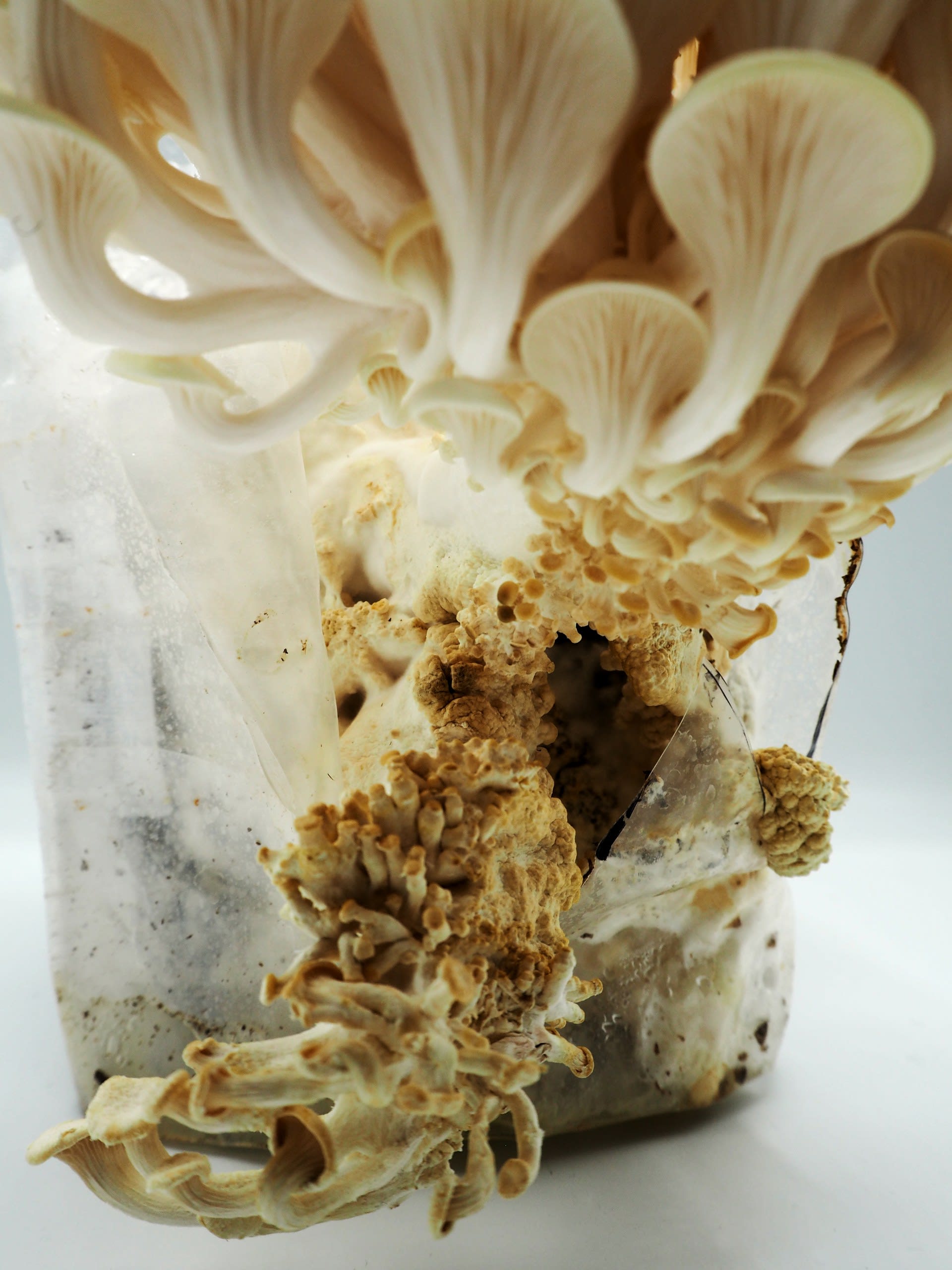 mycelium / 6