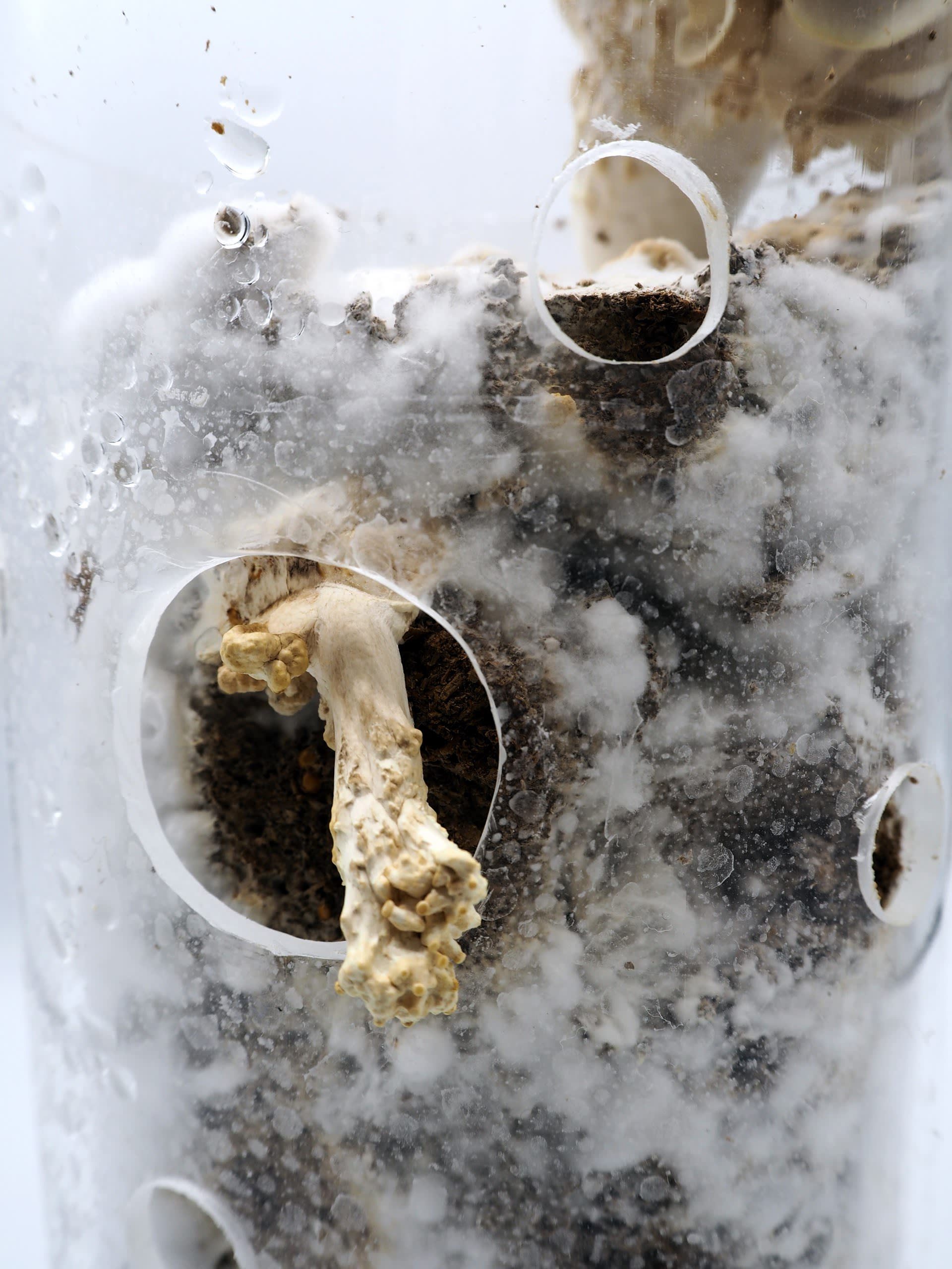 mycelium / 4