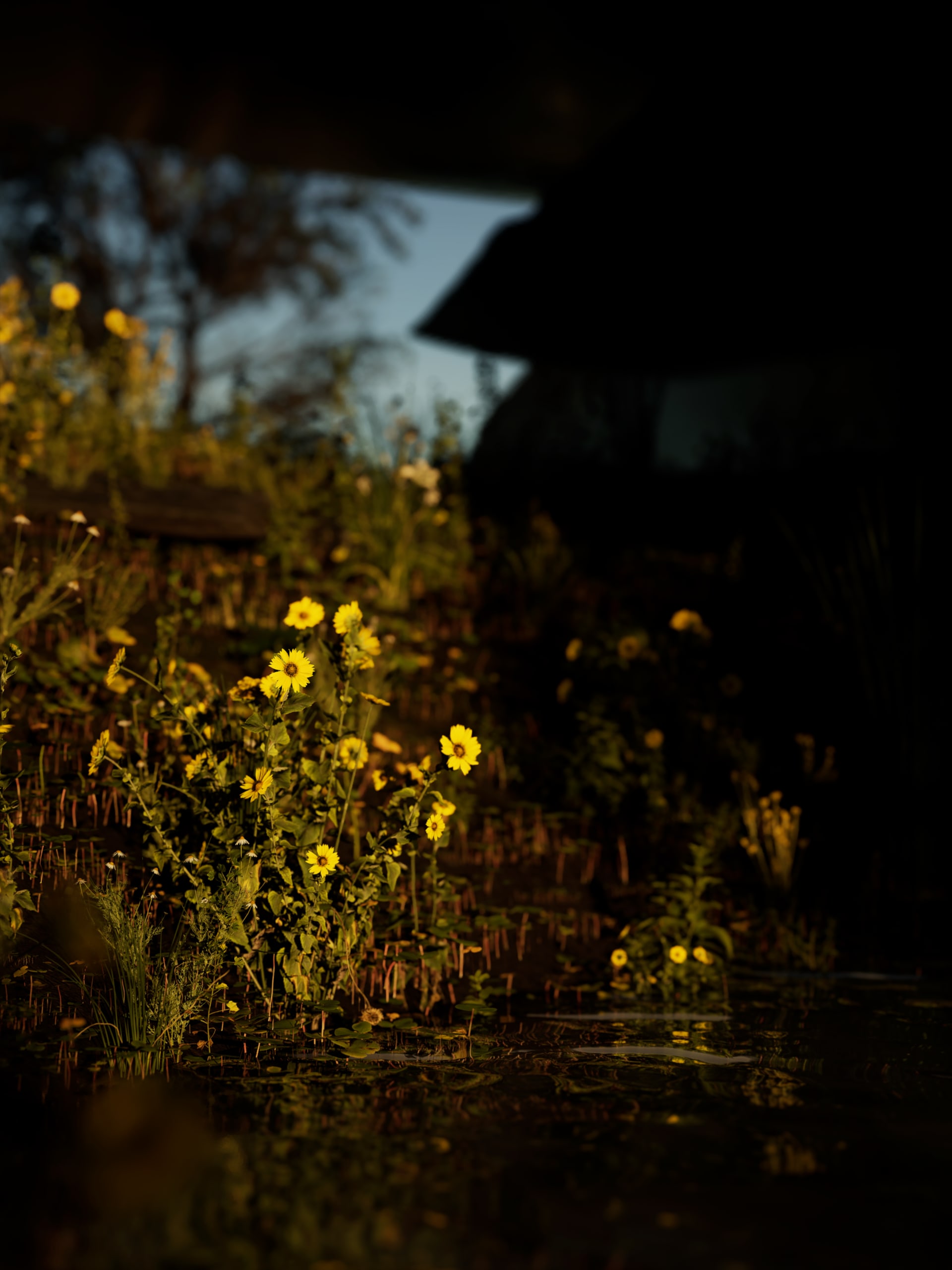 This allows a mix of less-hardy varieties of herbaceous perennials to thrive, both on the ground around the structure and within the building’s passive heat sink pool, which supports varieties of edib