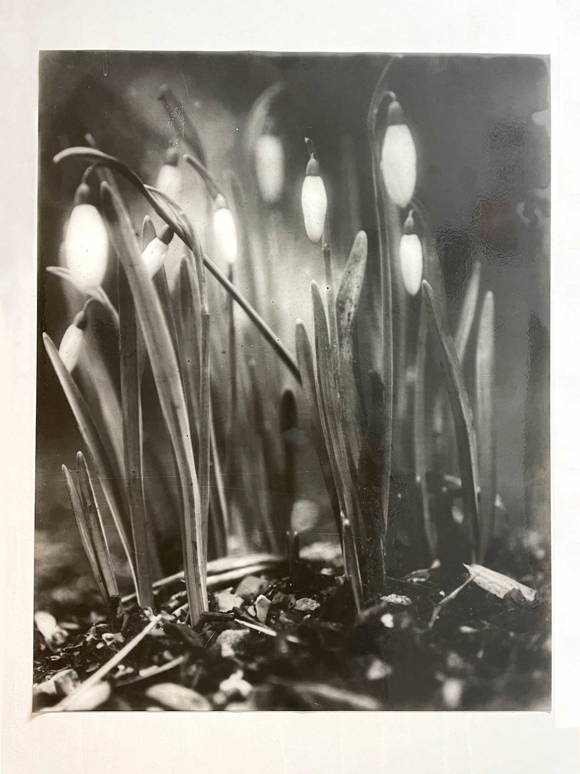 black and white rectangular photograph of snowdrops