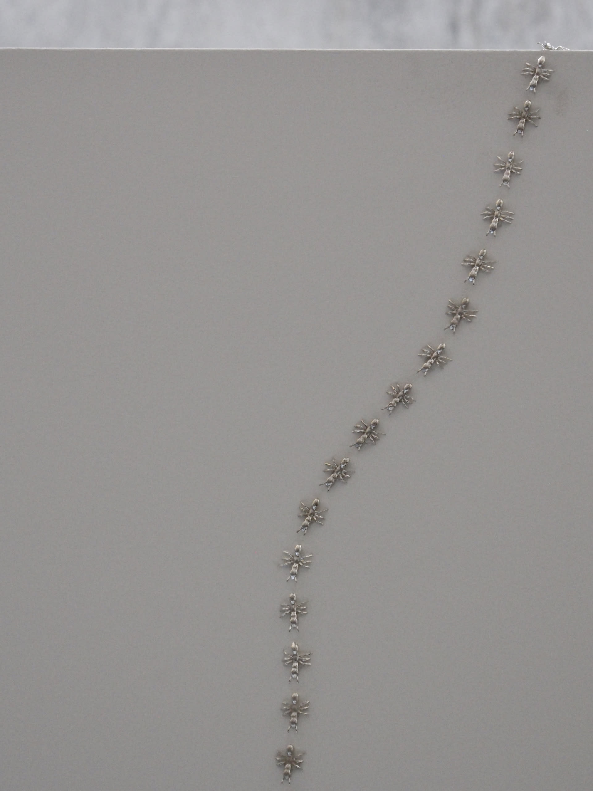 close up of silver ants