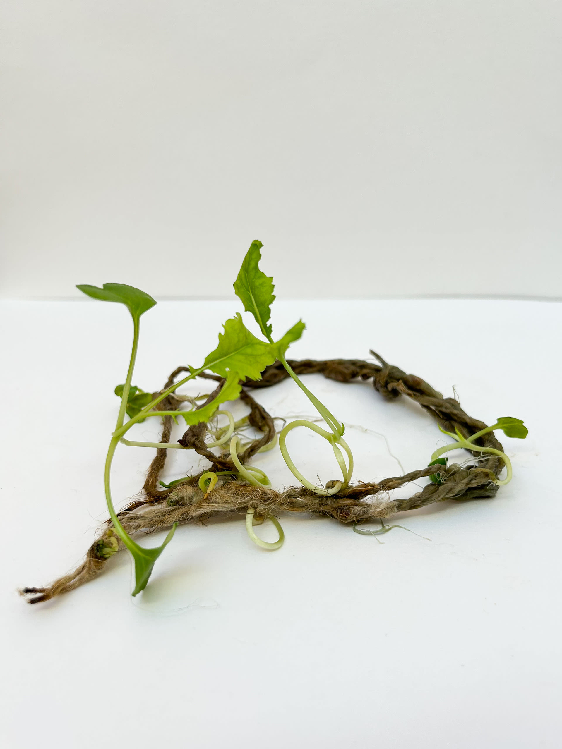  small amount of flax yarn placed in the centre of a plain background with plants growing out of it in random directions