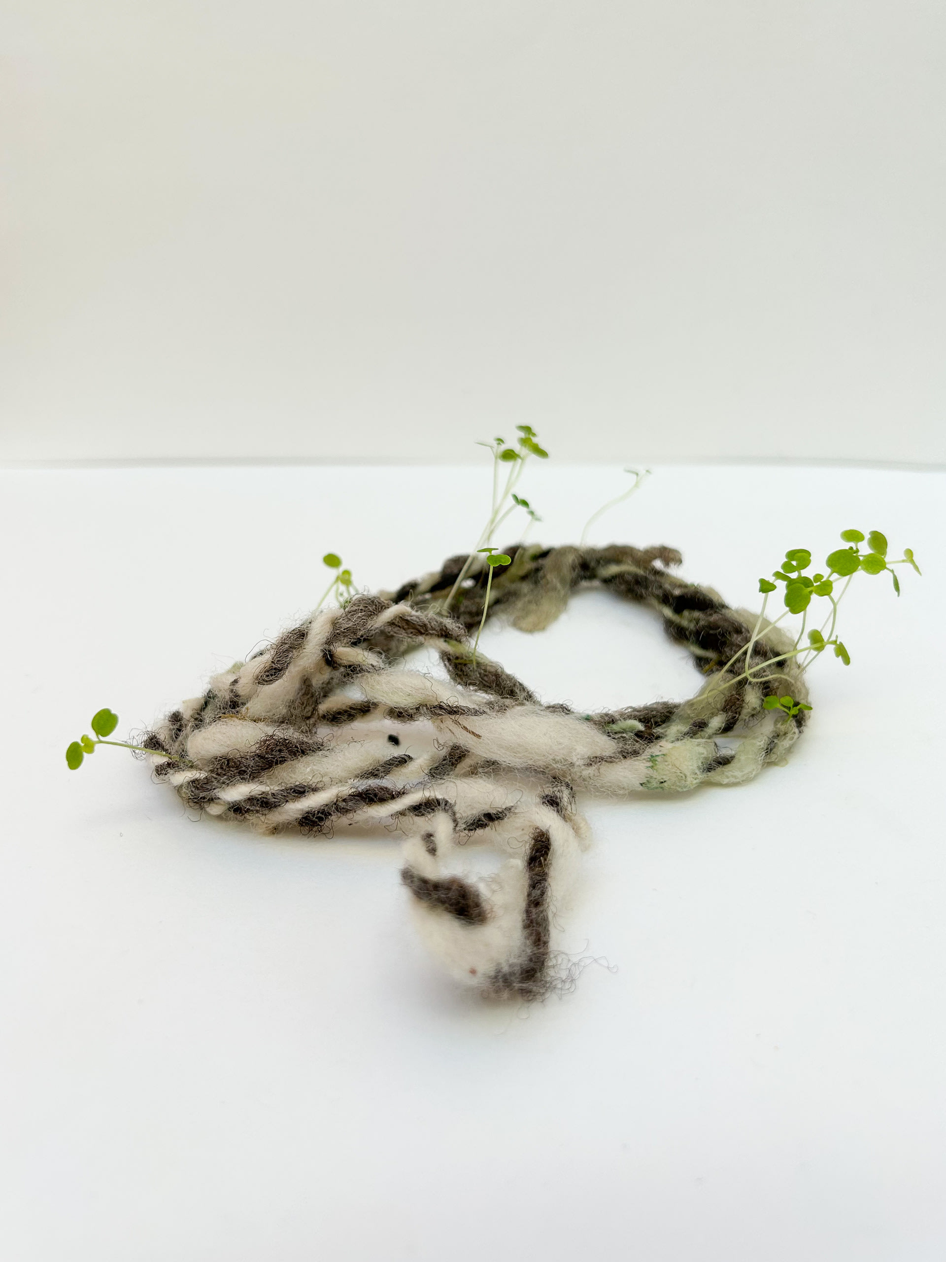  small amount of wool yarn placed in the centre of a plain background with plants growing out of it in random directions