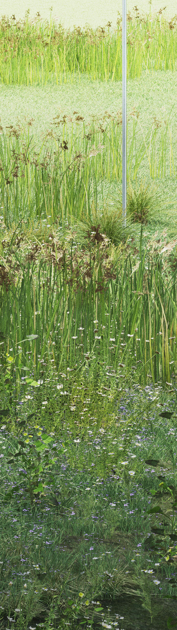 Meadow scene