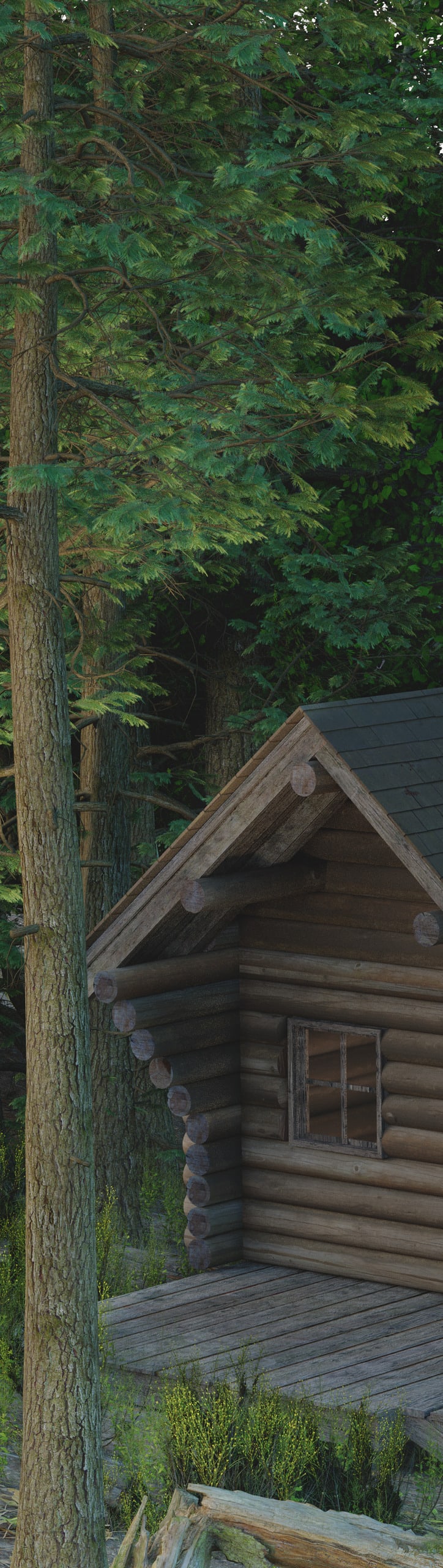 Cabin in the pine forest scene