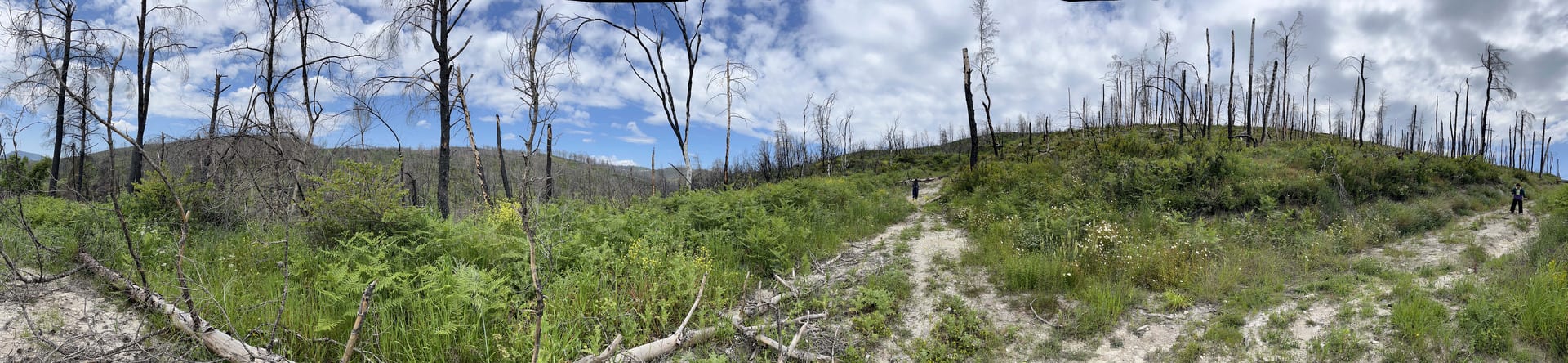 pano of burnt forest