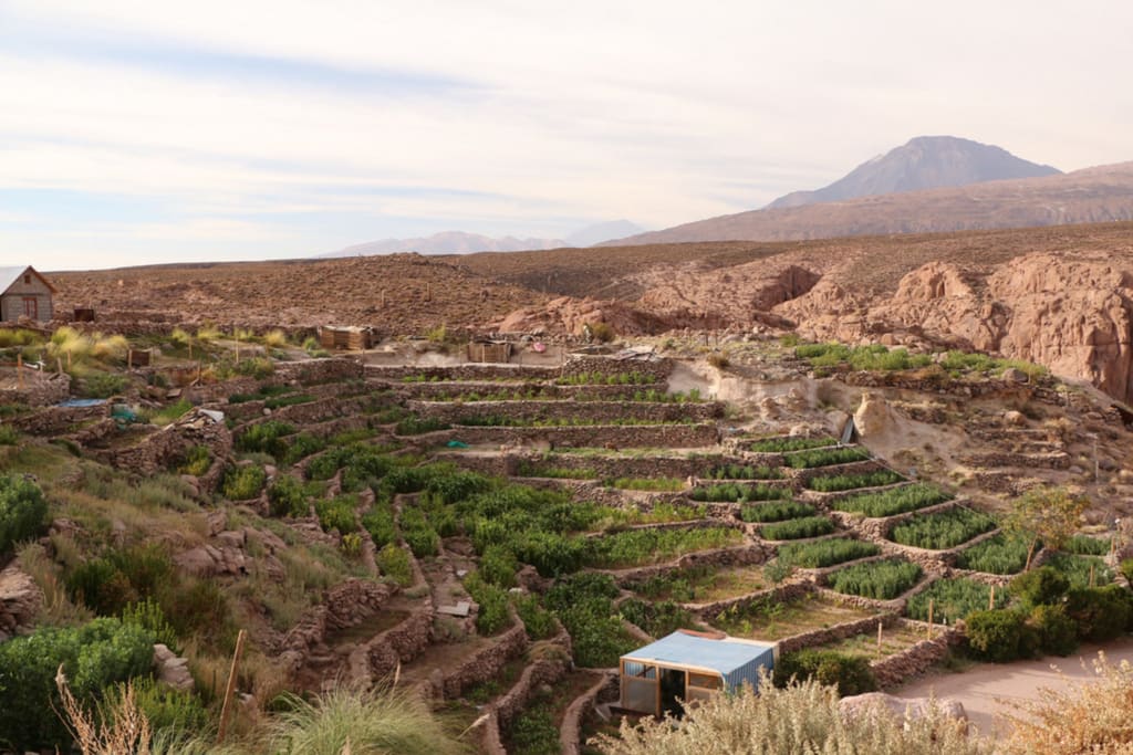 Cultivated Terraces of Toconce (source: todoantofagasta.cl)