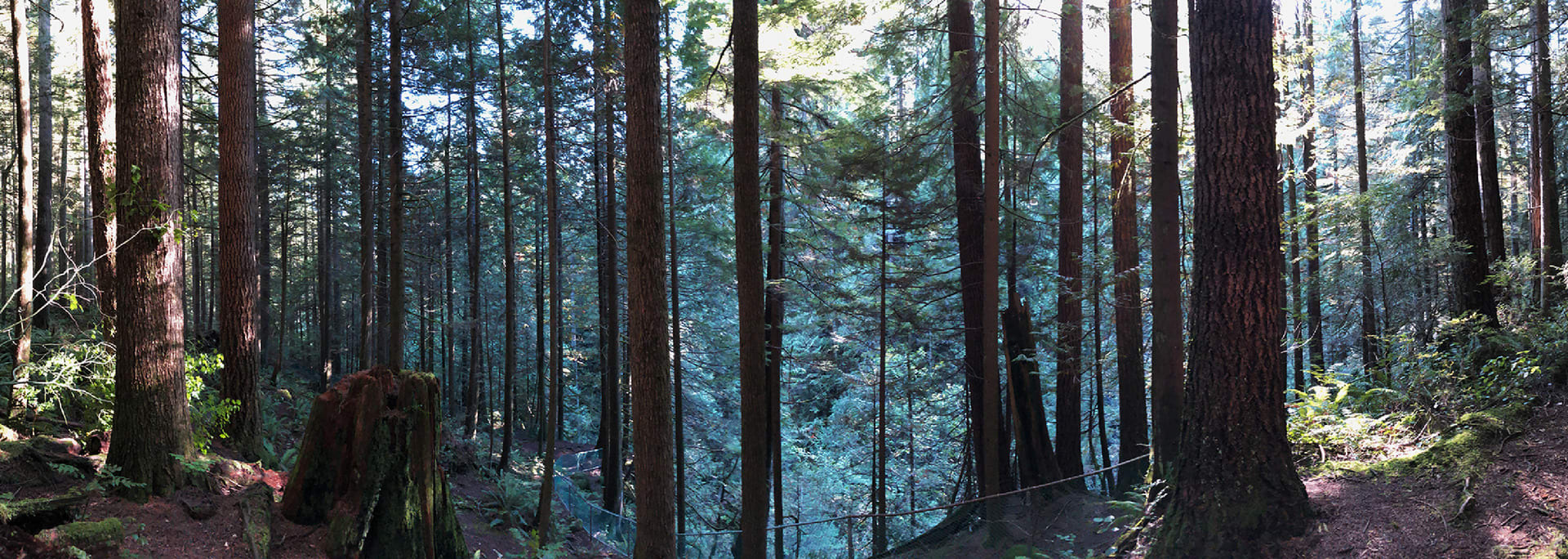 beautiful panoramic photograph of dense woodland on steep slopes with tall fir trees in a Canadian creek with dappled light