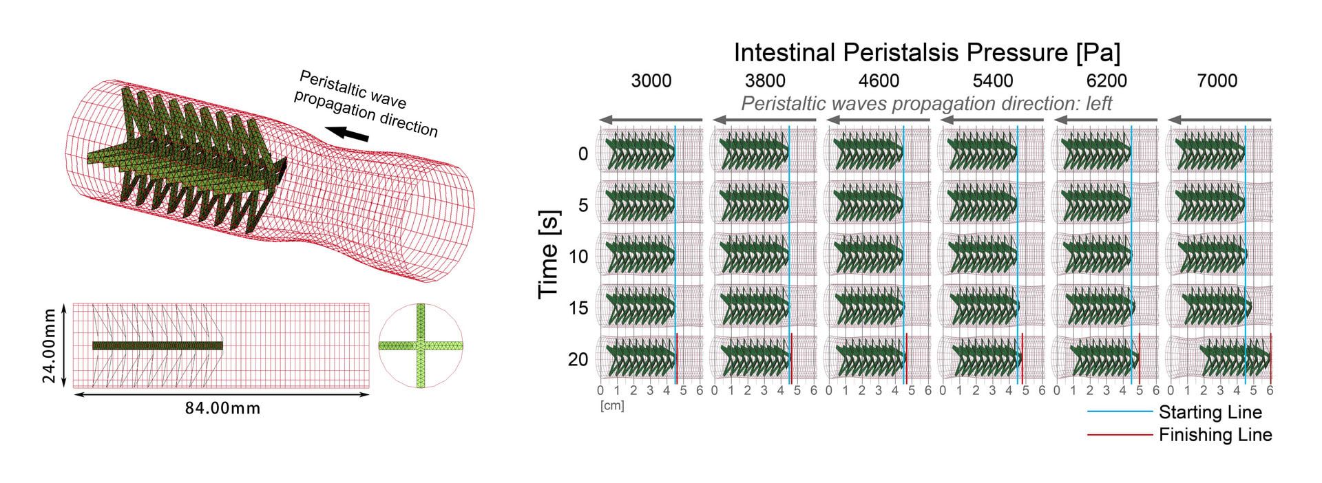 We conducted a preliminary simulation of the structure’s movement in the small intestine. It can be seen from the snapshot that intestinal peristalsis pressure has a significant impact on the movement