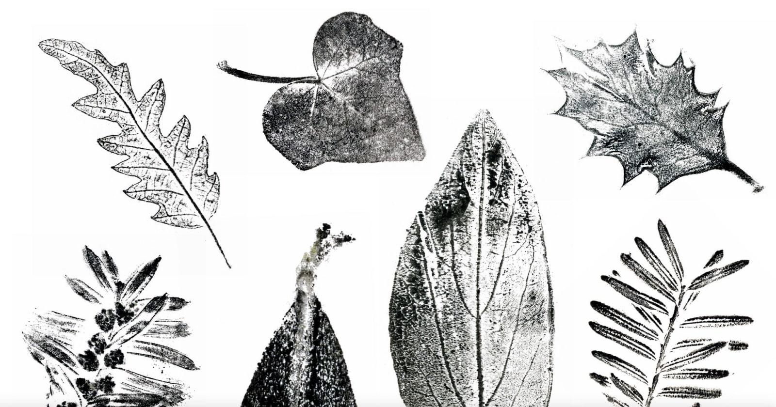 Black topographic image of seven different leaves.
