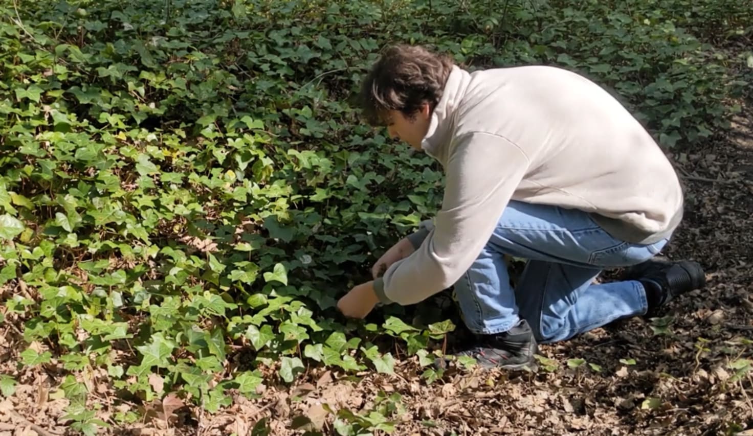 Foraging for Ivy Leaves