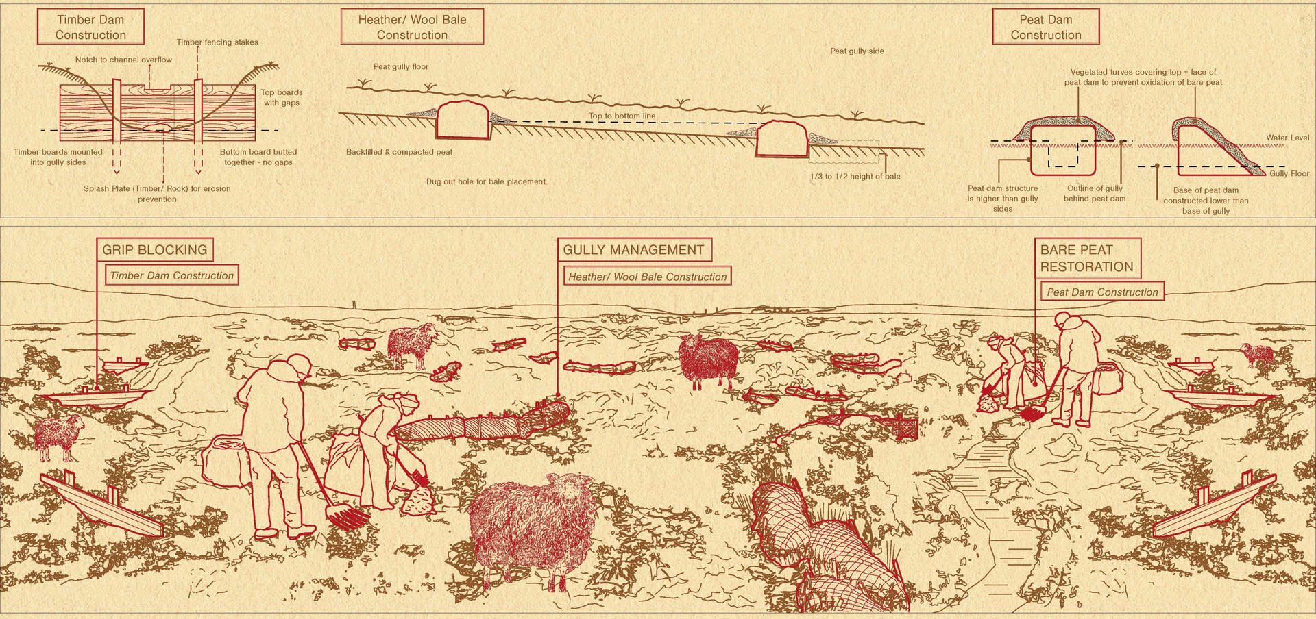 Restoration Processes after excavation