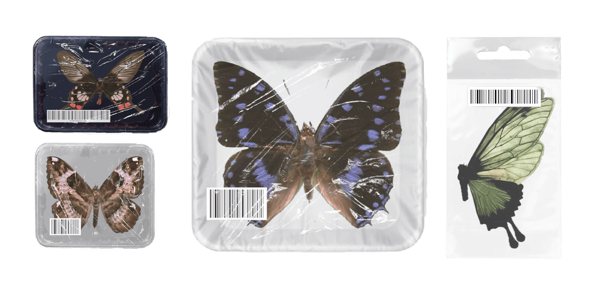 Butterfly encased in cling film