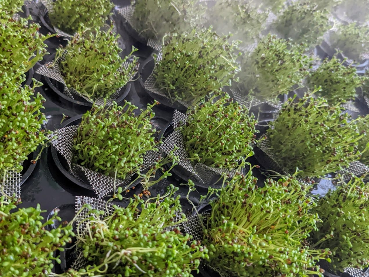 White clovers growing in an aeroponic container.