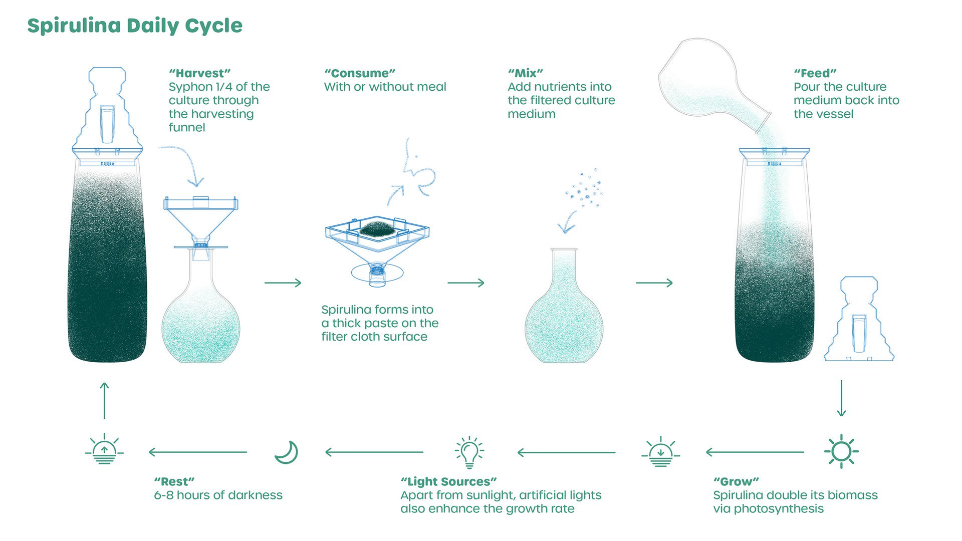 Spirulina Daily Cycle