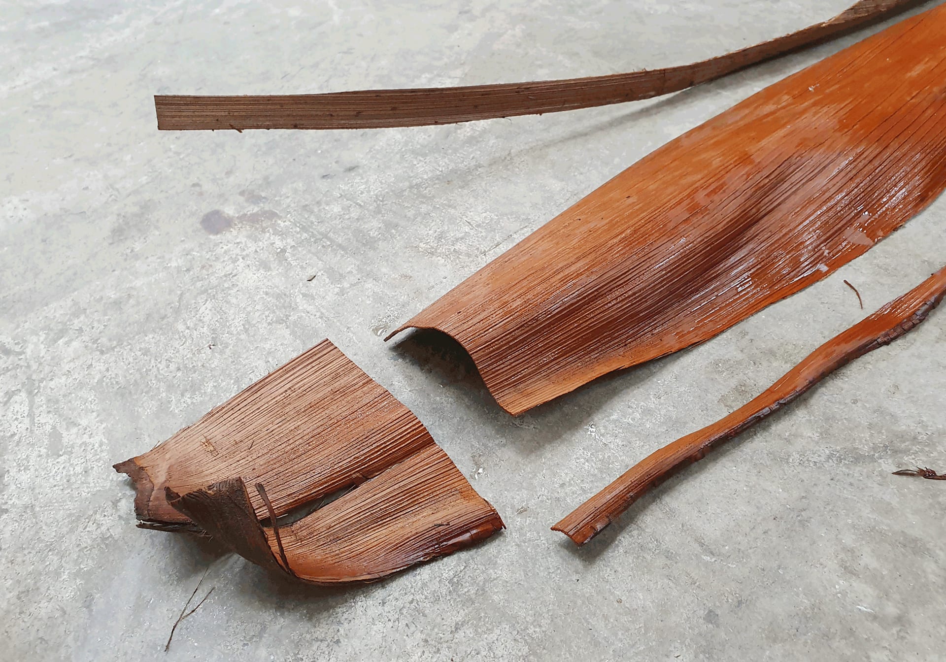 Fillet palm leaf sheath