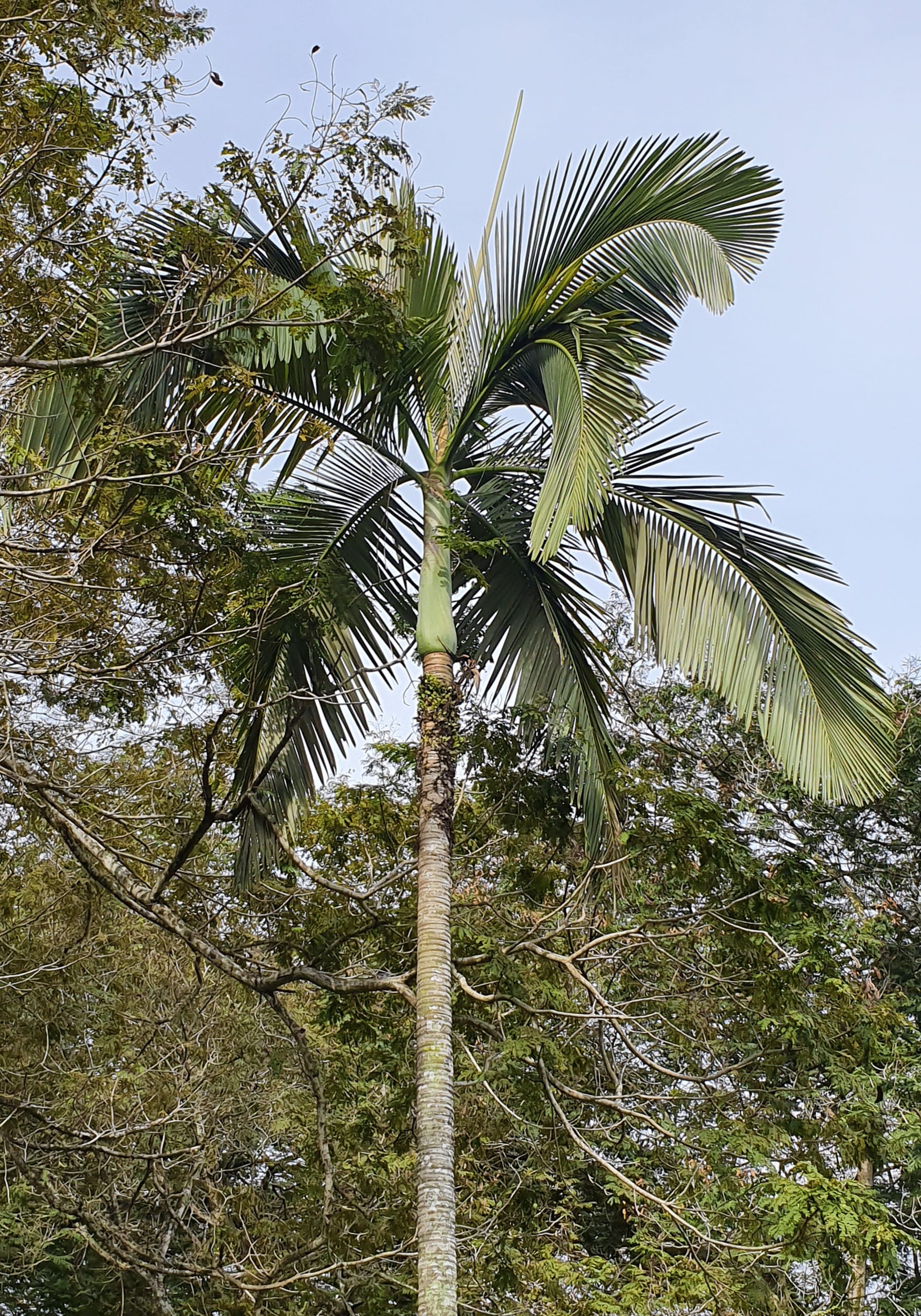 Royal palm, Singapore 2019