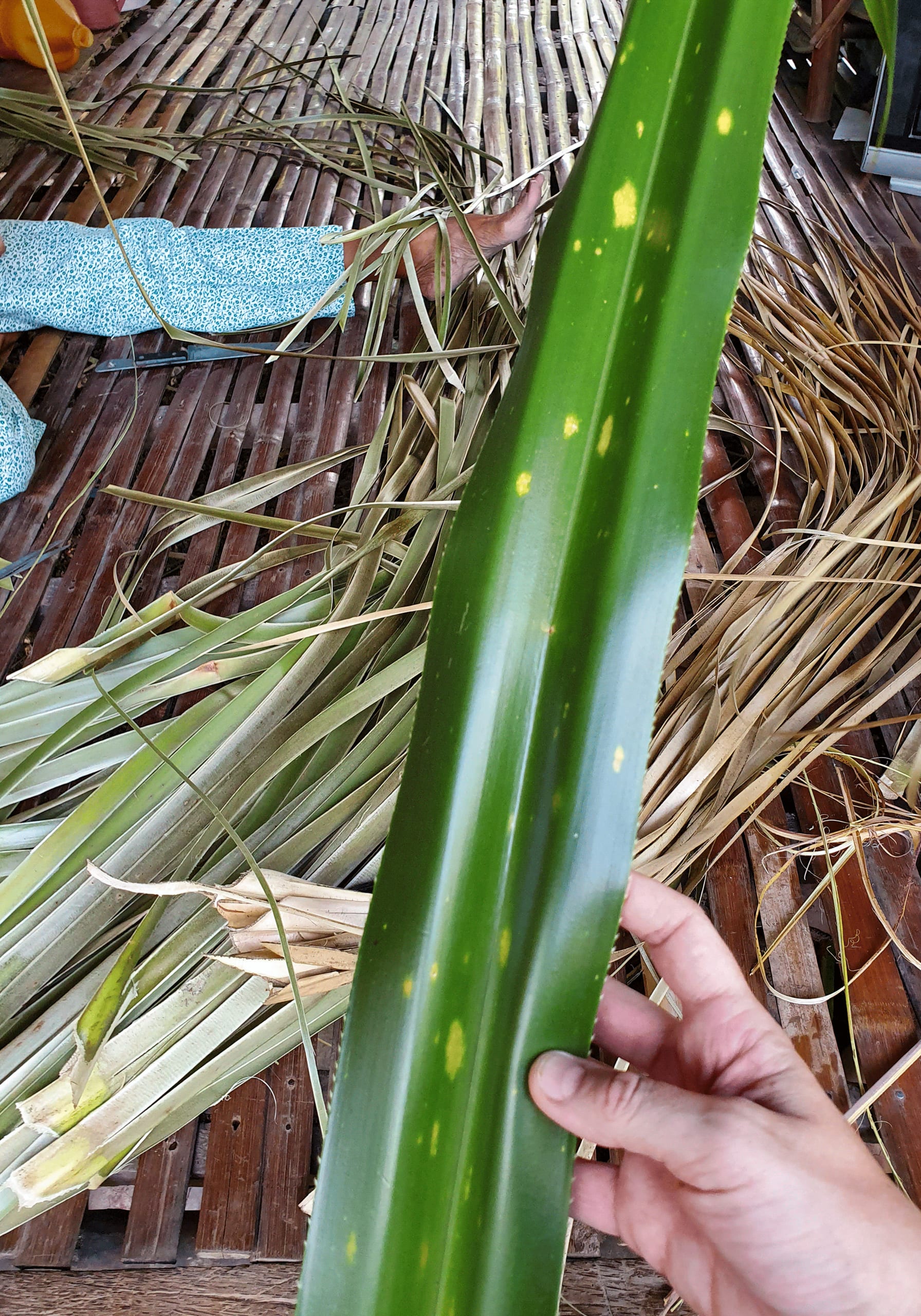 Weaving with the natural material Pandanus, Dumanjug, the Philippines