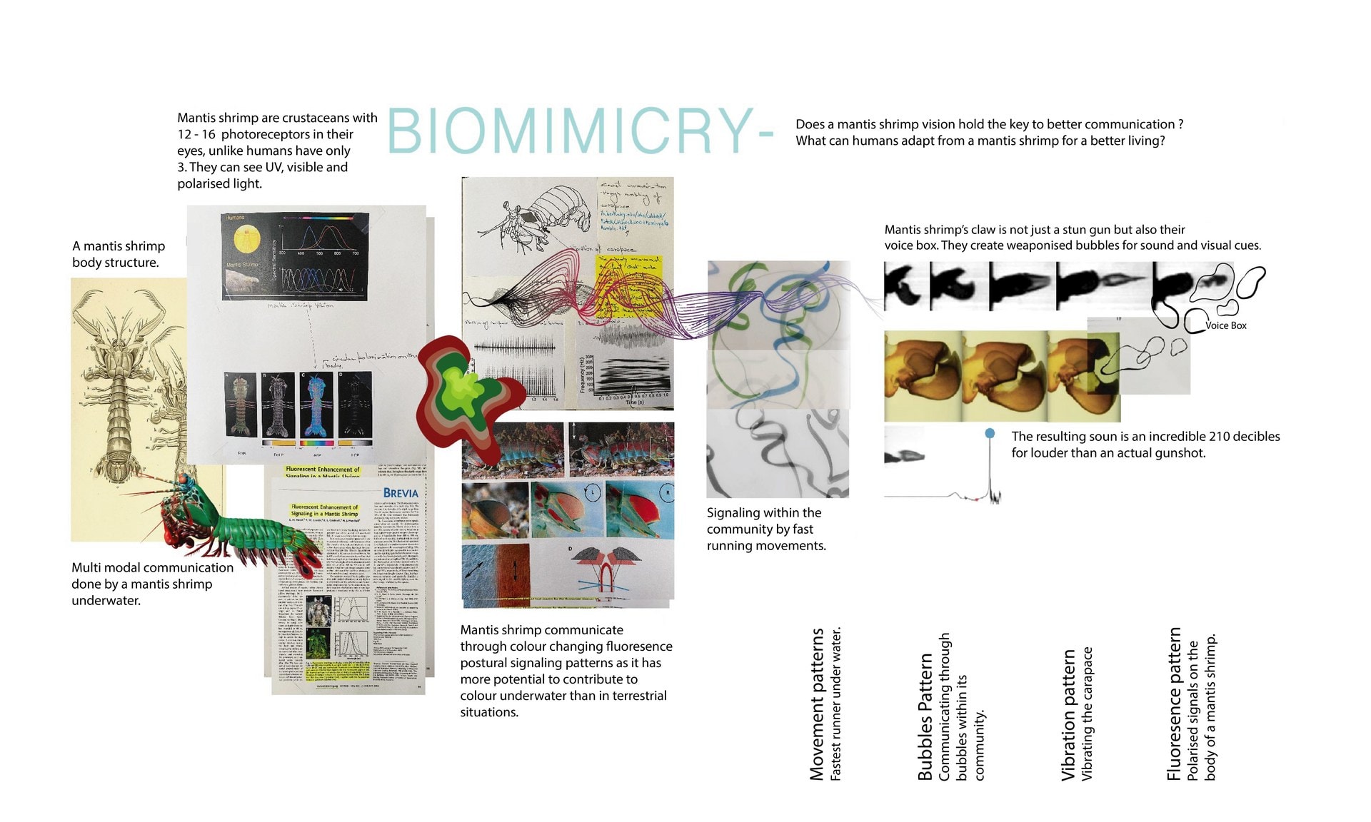 Biomimicry of a Mantis shrimp