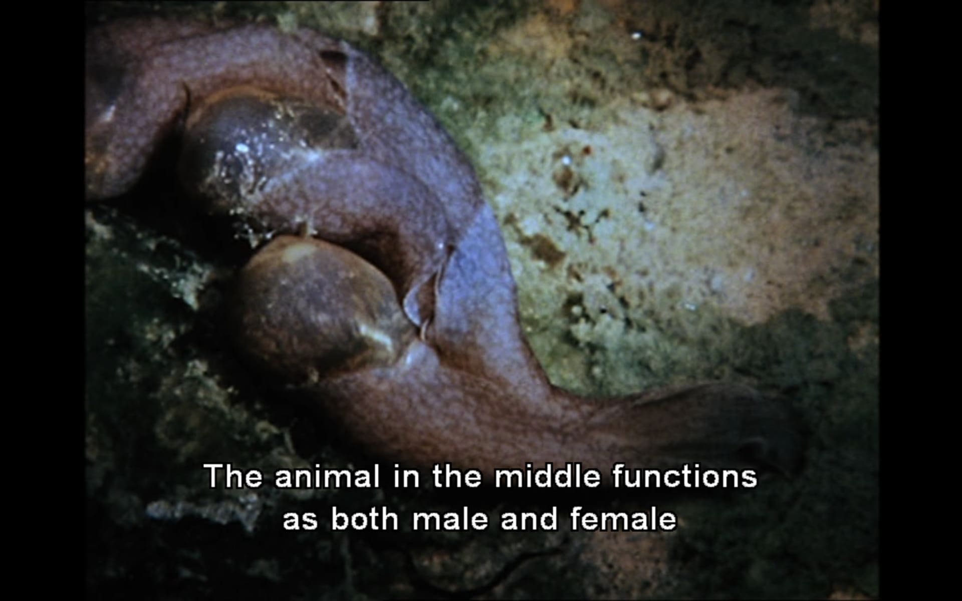 Still from: Jean Painlevé and Geneviève Hamon, Acèra ou Le Bal des sorcières, 1972