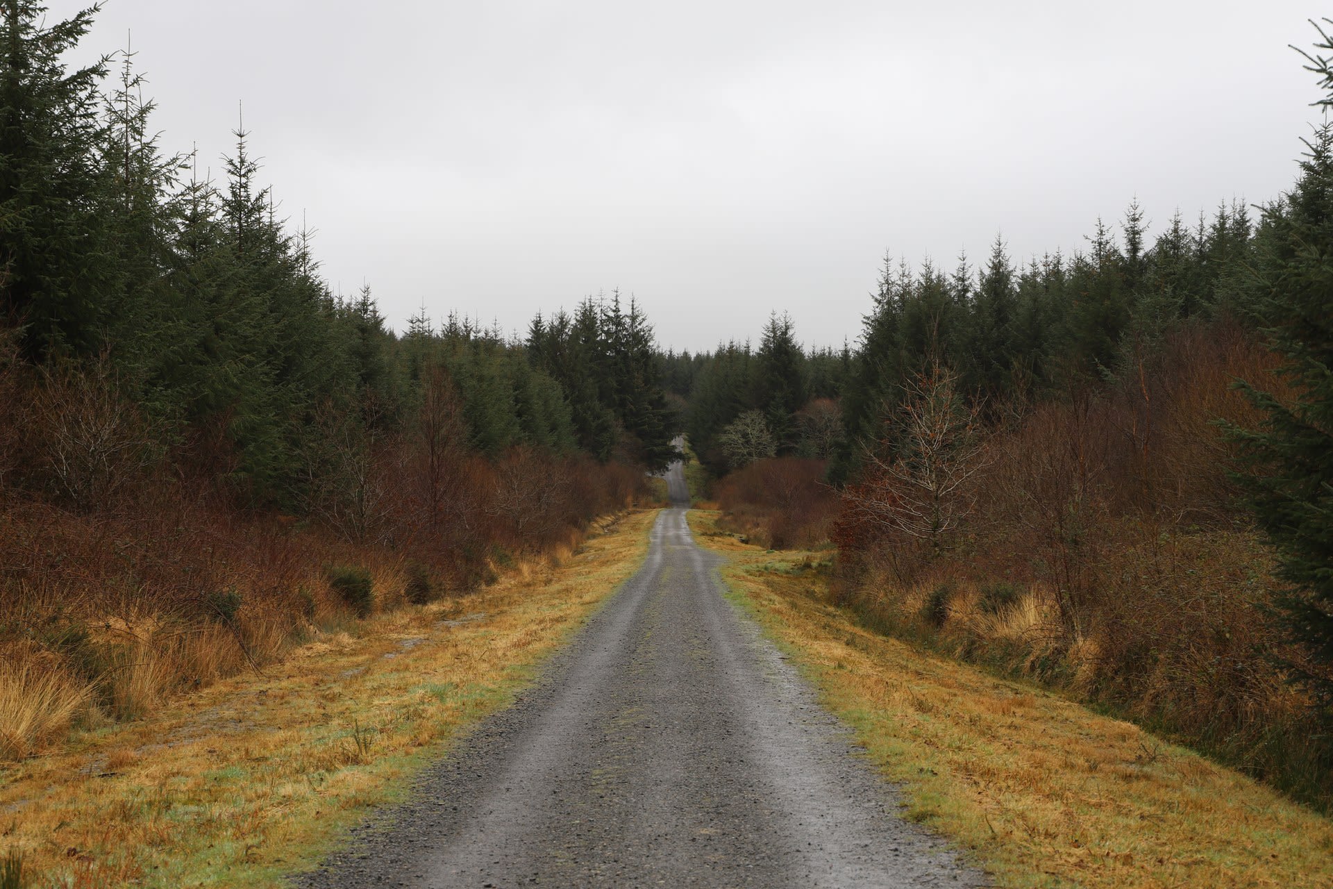 A track amongst the trees