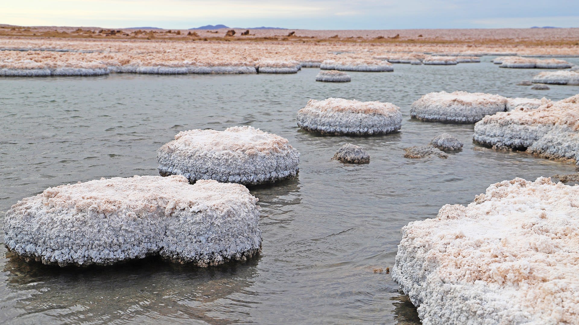 Stromatolites in Puquio de Quilligua