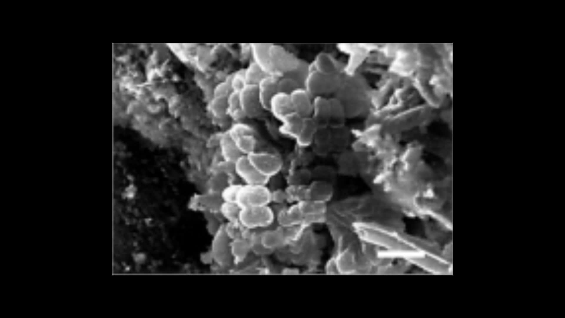 Groupings of Unicellular Cyanobacteria