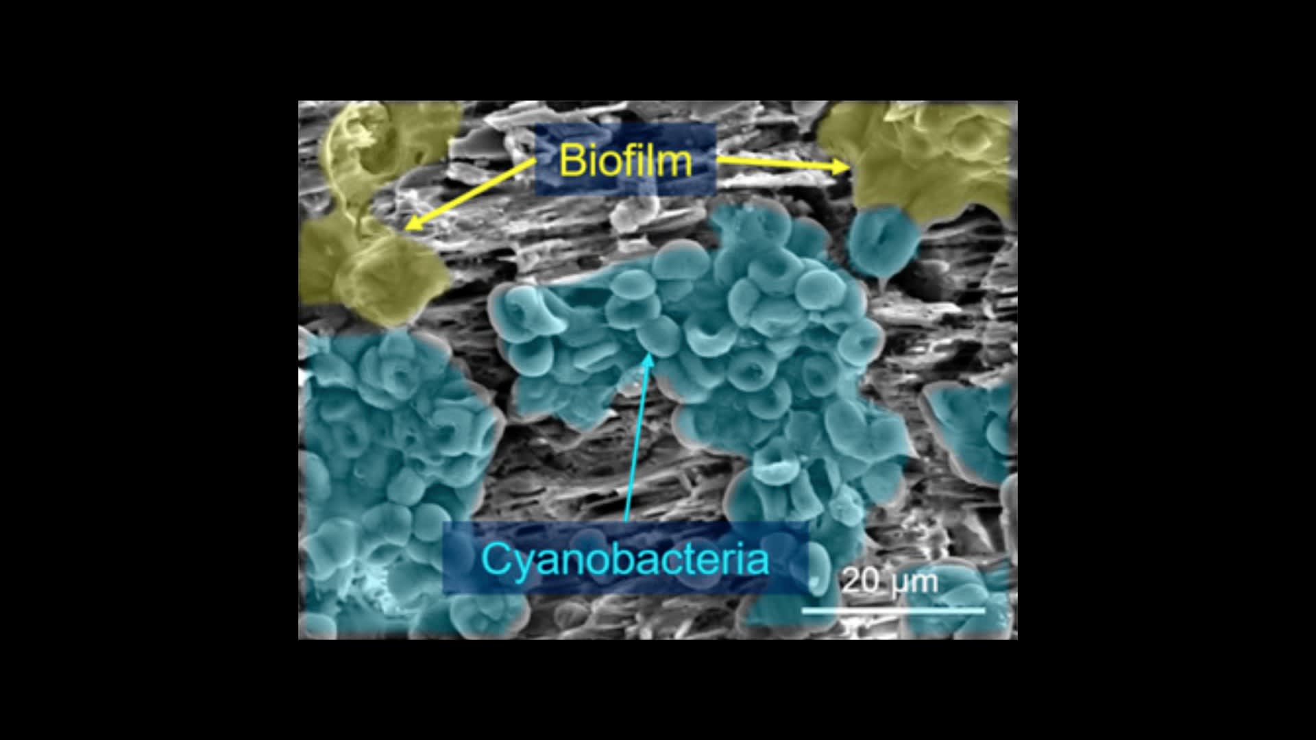 Cyanobacteria Culture on Gypsum Samples