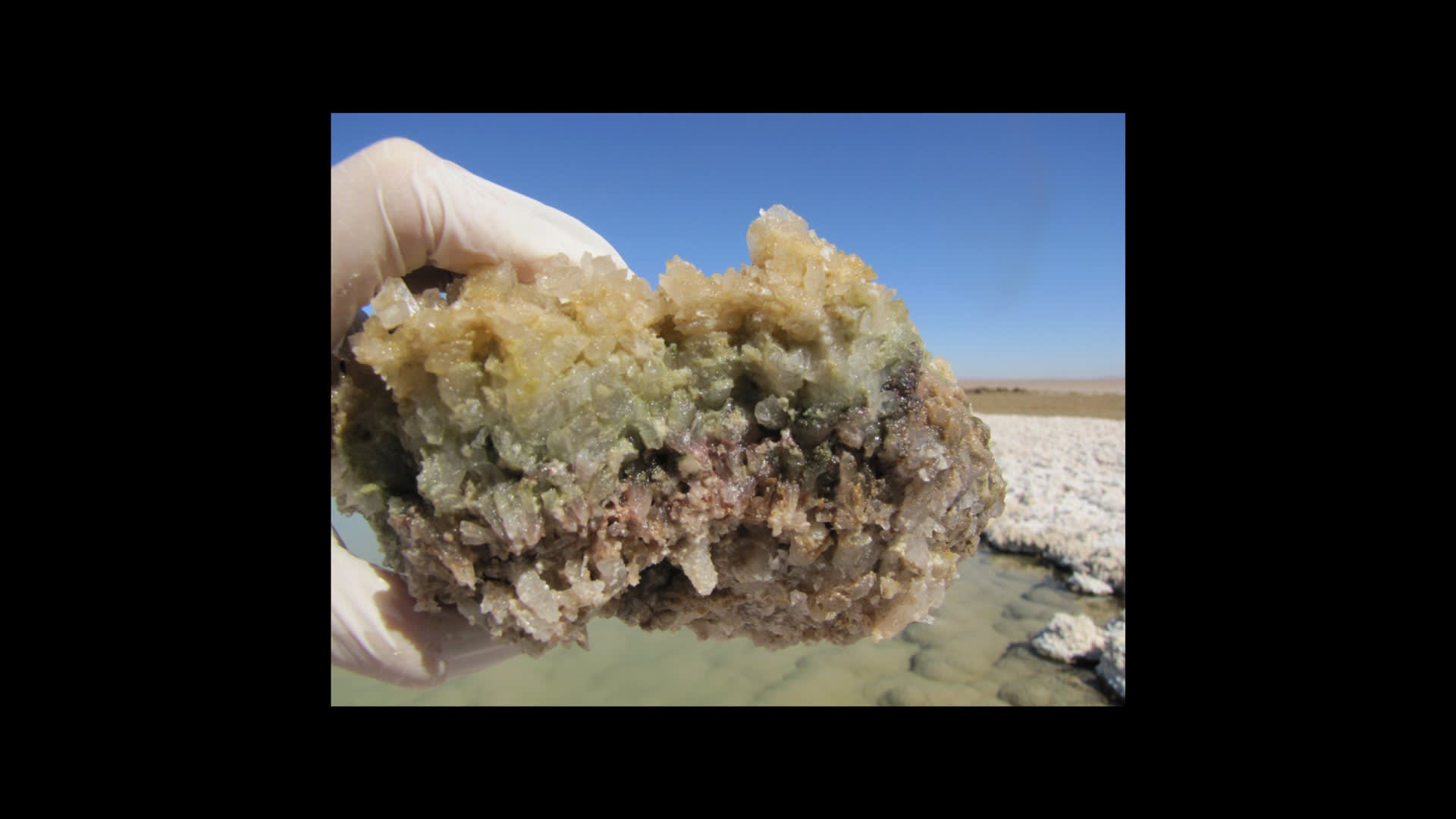 Sample of the Stromatolites